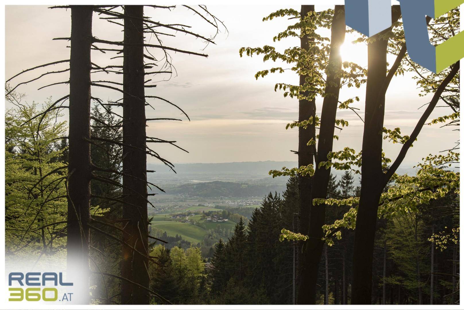 Blick aus einem Wald über ein Tal mit einer Stadt in der Ferne, die Sonne scheint durch die Bäume.