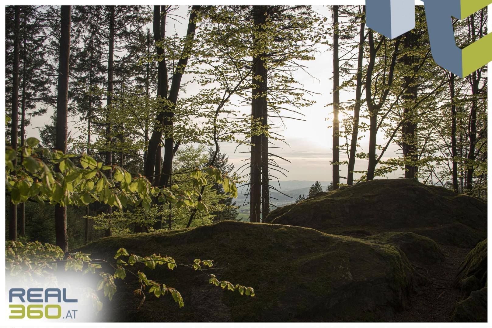Sonnenlicht fällt durch hohe Bäume in einem Wald mit moosbewachsenen Felsen und einem weiten Ausblick.
