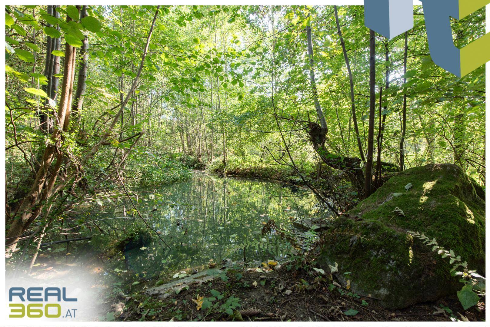 Ruhiger Waldteich umgeben von Bäumen und Moos bewachsenen Steinen in natürlicher Umgebung.
