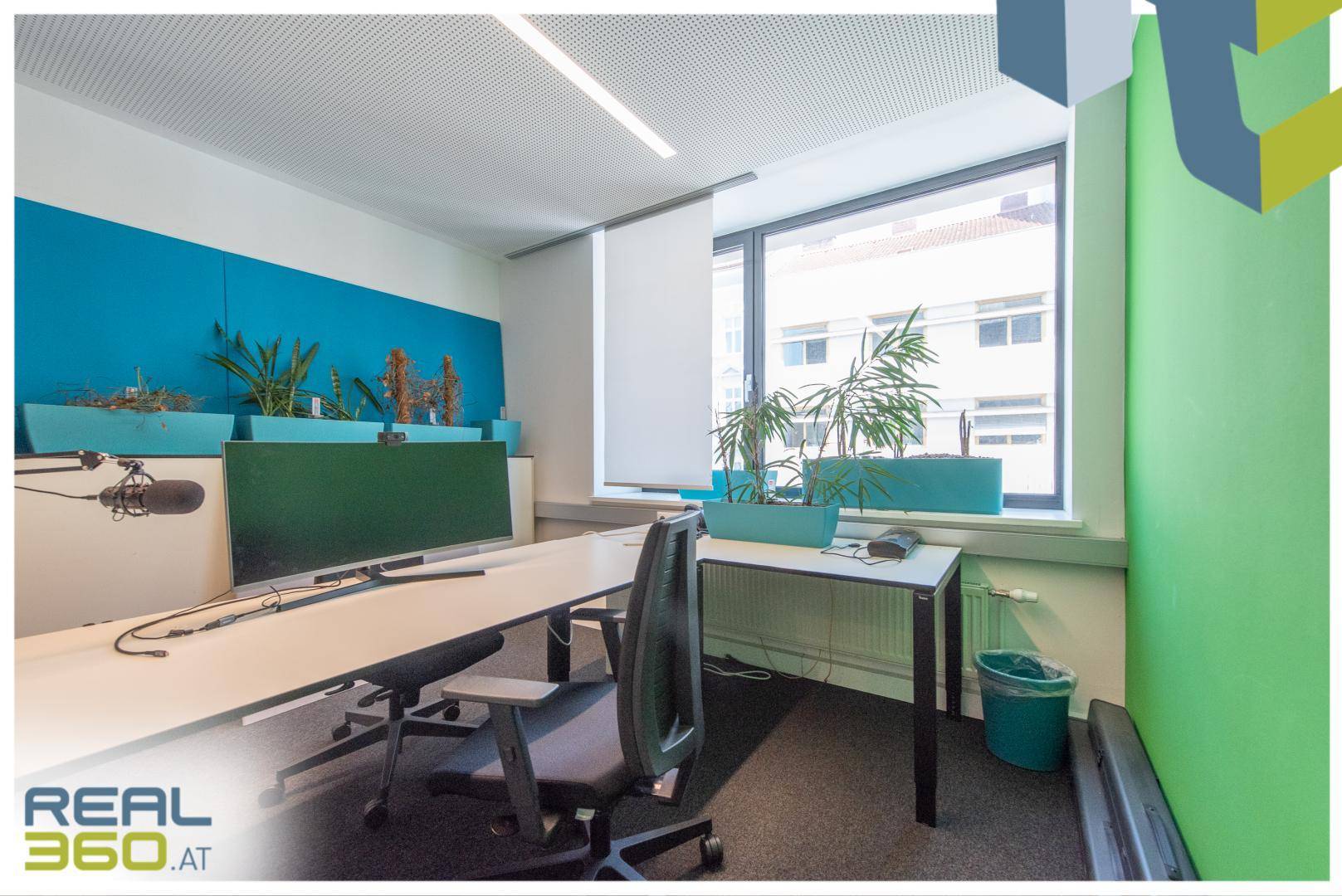 Arbeitsplatz im Büro mit blauer Akzentwand, Schreibtisch und Pflanzen am Fenster.