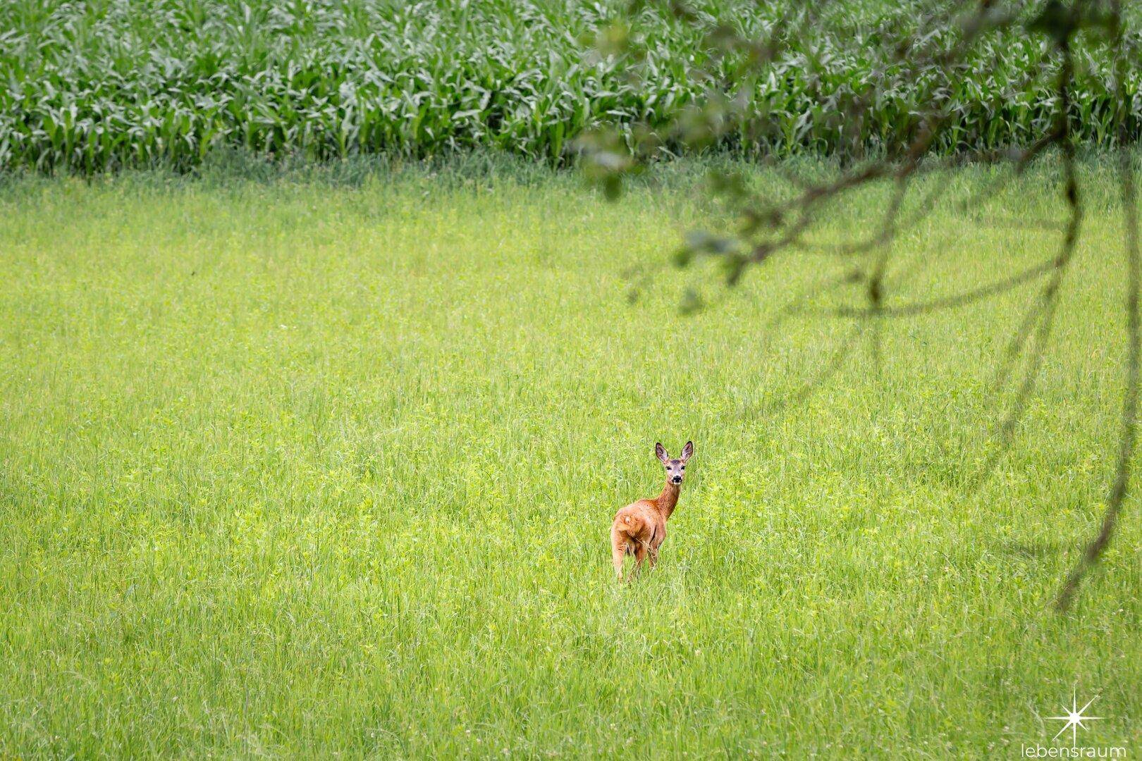 Wiese Moosburg zum Verkauf