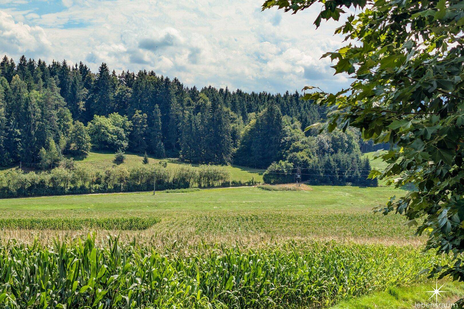 Wiese Moosburg zum Verkauf