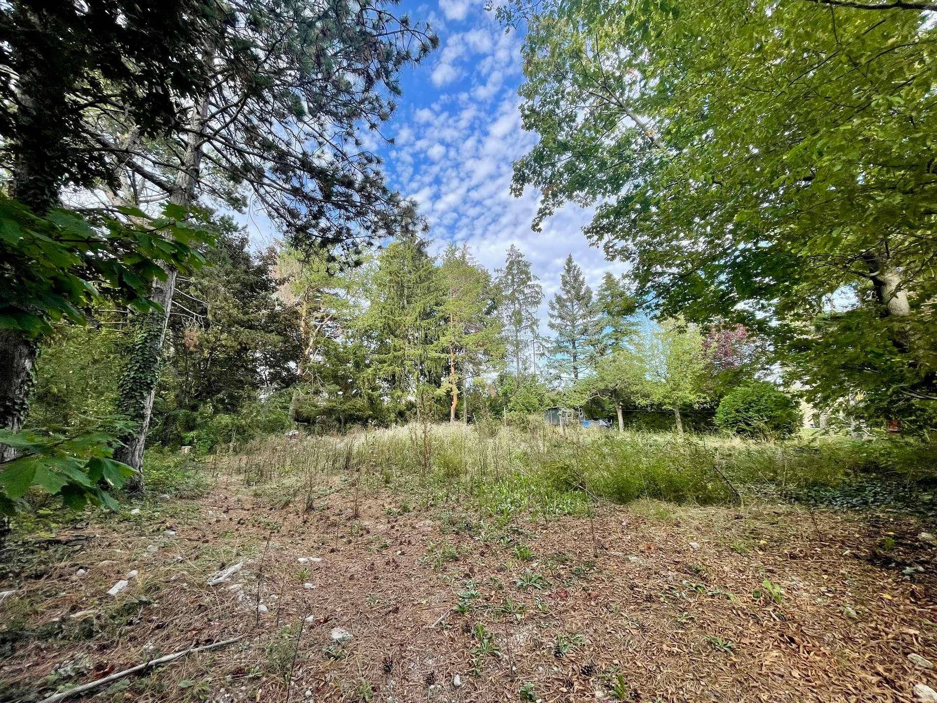 Natürliches Grundstück mit Bäumen und einer Mischung aus Gras und Waldboden unter blauem Himmel.