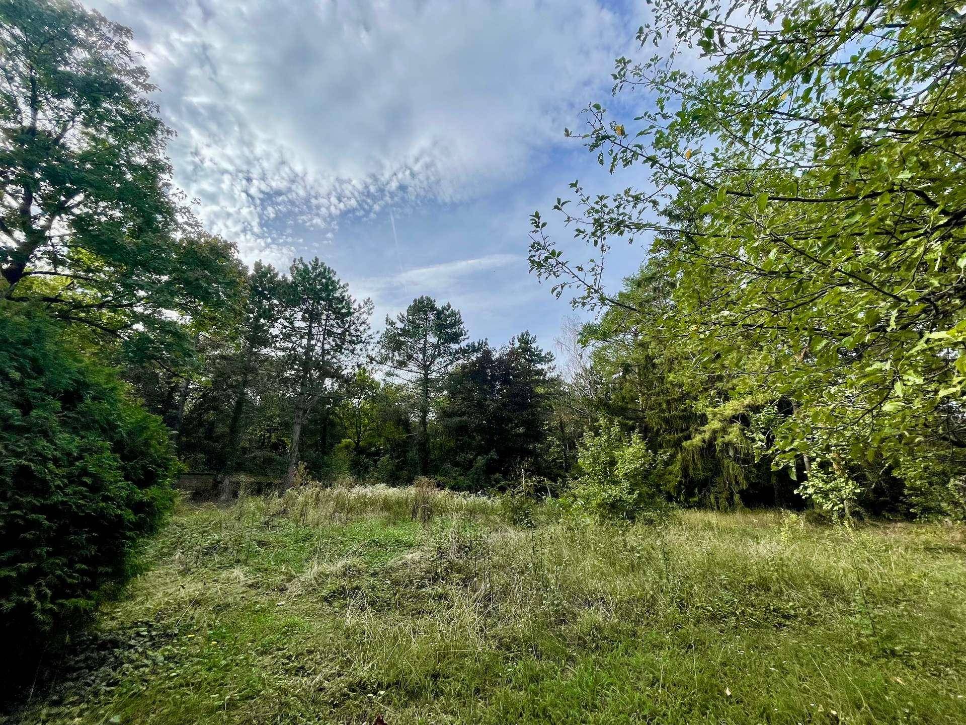 Weitläufige Grünfläche mit dichter Vegetation und altem Baumbestand, ideal für Naturliebhaber.