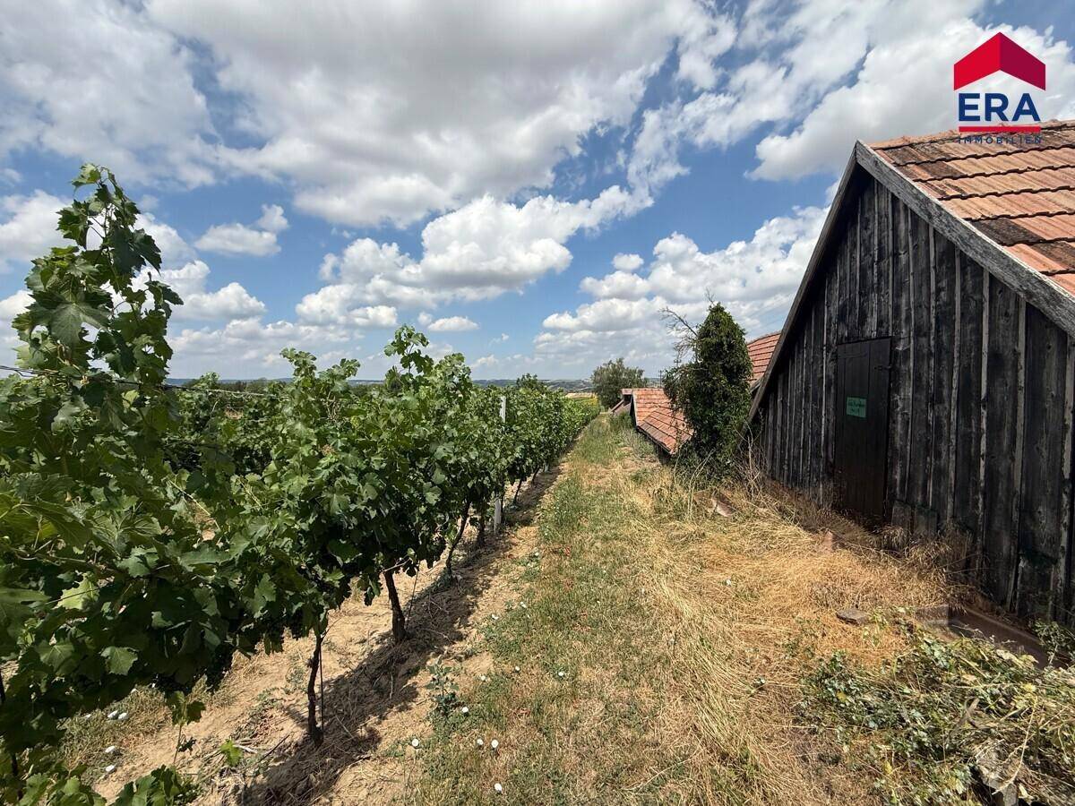 Malerischer Weinberg neben einem traditionellen Gebäude unter einem weiten blauen Himmel.