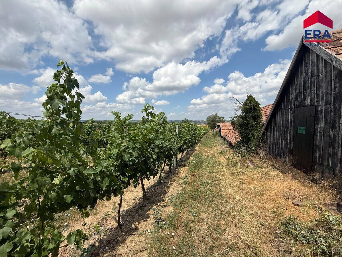 Malerischer Weinberg neben einem traditionellen Gebäude unter einem weiten blauen Himmel.