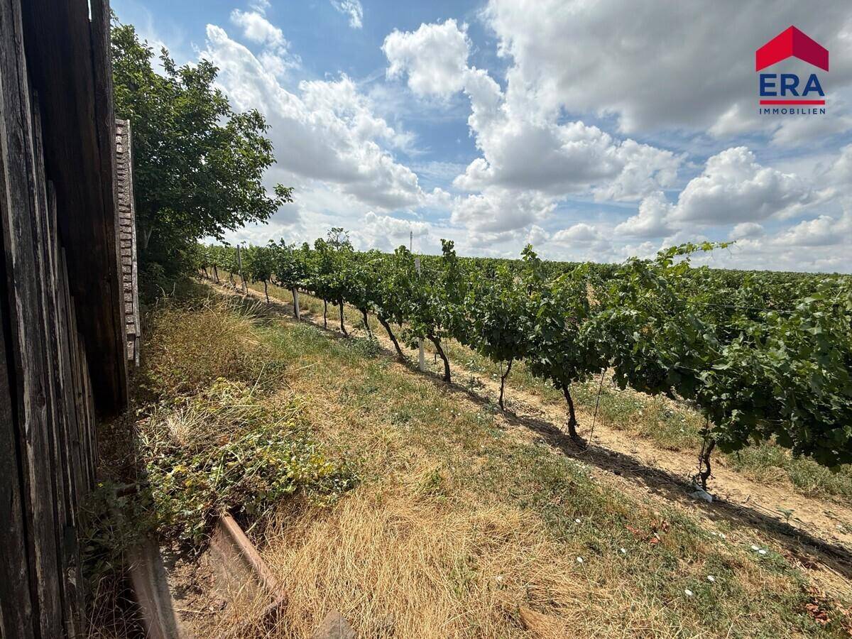 Weitläufiger Weinberg mit üppigen Reben unter einem sonnigen Himmel, ideal für Weinliebhaber.
