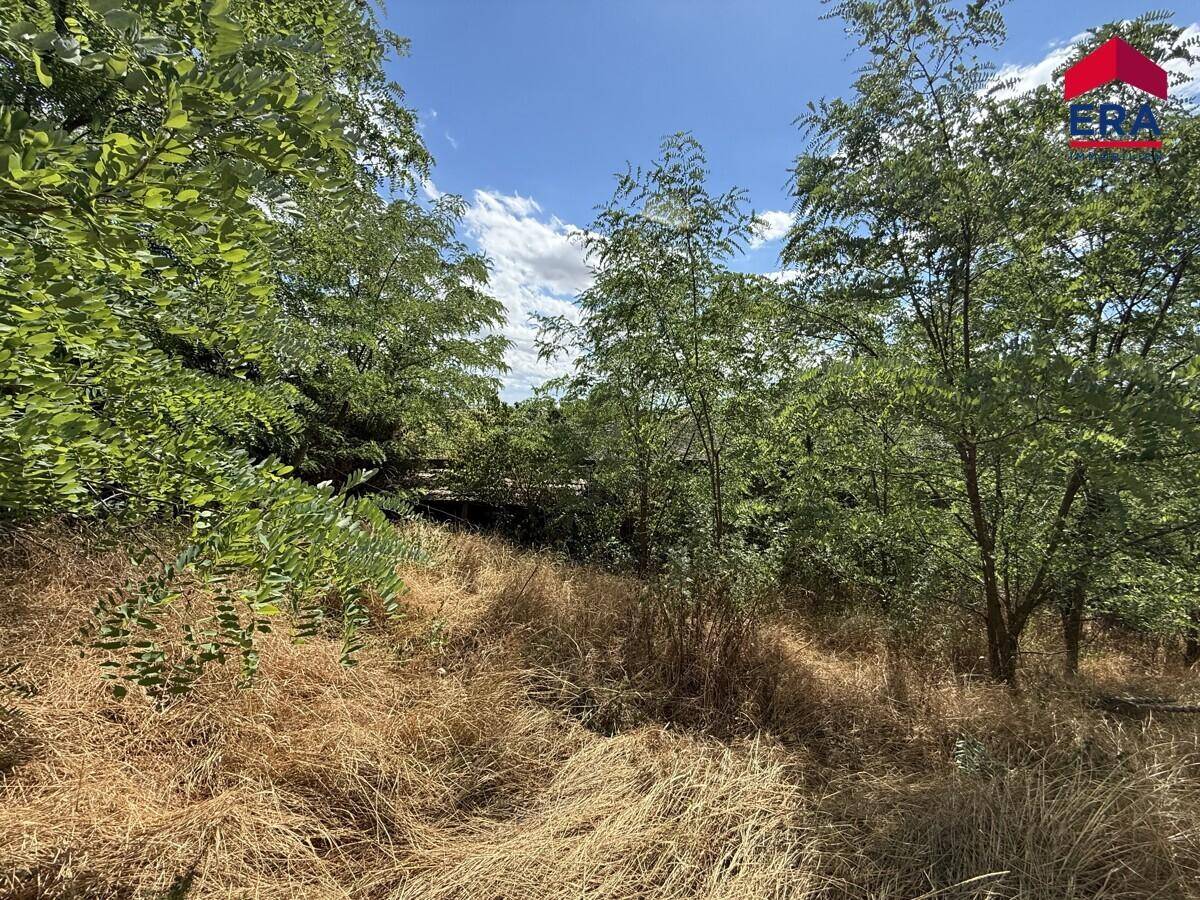 Verwilderter Gartenbereich mit hohen Gräsern und dichtem Baumbestand unter einem blauen Himmel.
