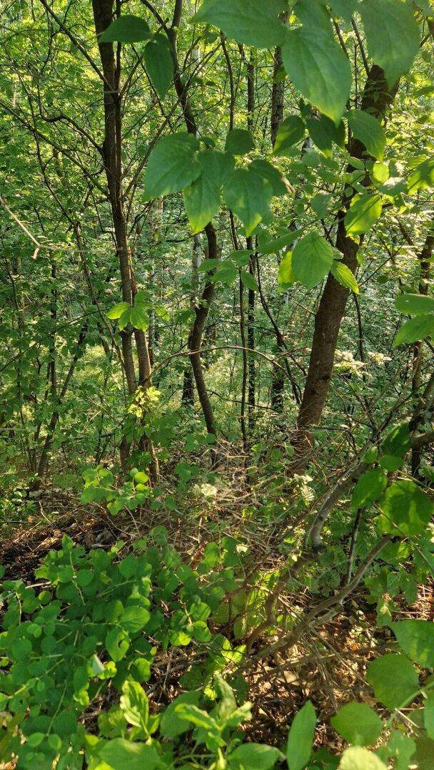 2539 m² Grünland für Naturliebhaber zu verkaufen! Mit atemberaubendem Ausblick, Nähe Augustinerwald! - Ansicht 2