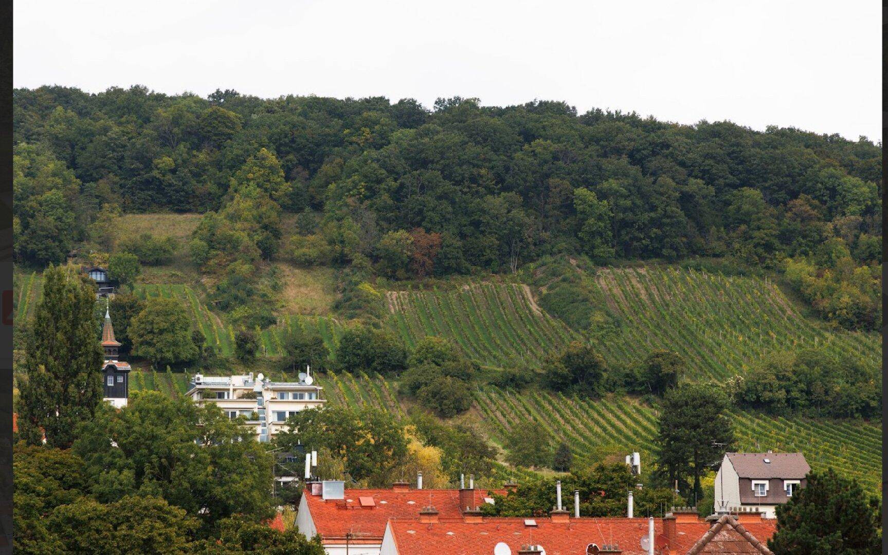 Panoramablick auf grüne Weinberge und bewaldete Hügel mit vereinzelten Häusern in der Ferne.