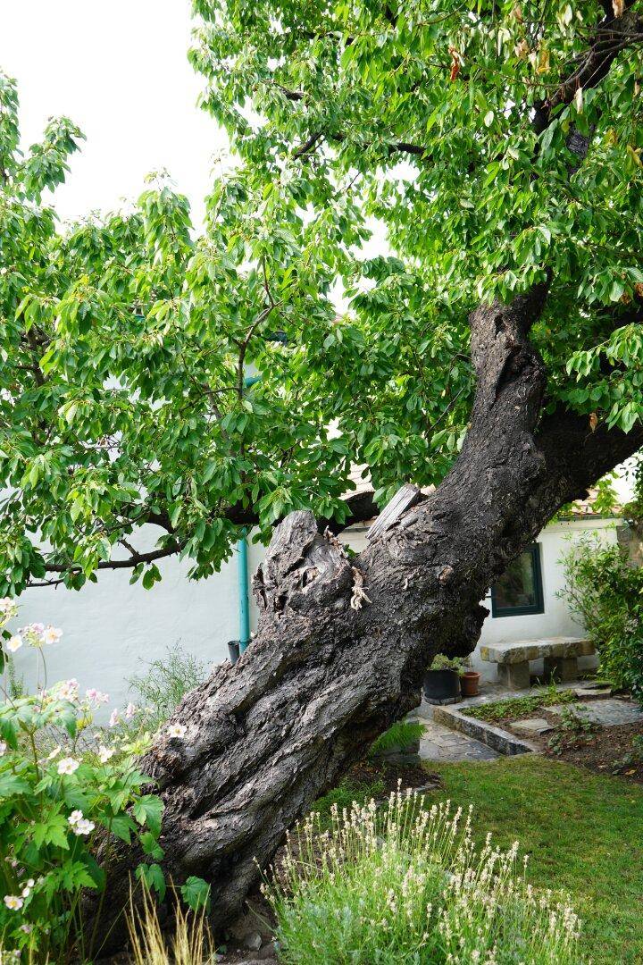 Großer, alter Baum im Garten mit üppigem Grün und einem Gebäude im Hintergrund.