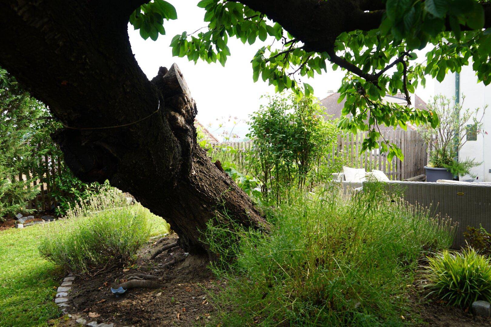 Gartenansicht mit einem großen Baumstamm, verschiedenen Pflanzen und einem Zaun im Hintergrund.