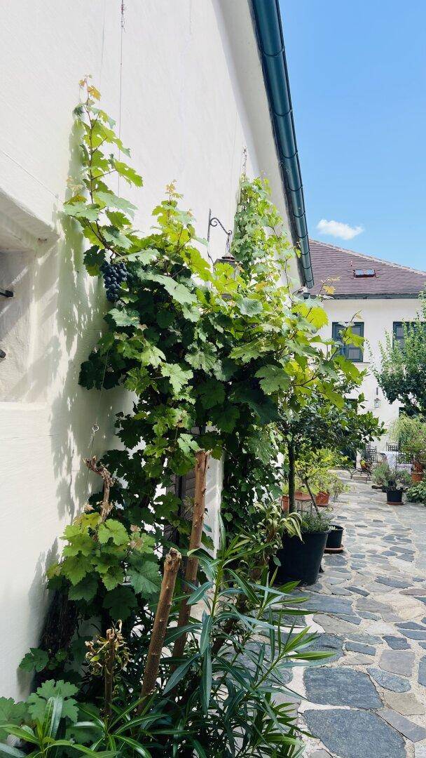 Gepflasterter Hofweg entlang einer weiß getünchten Wand mit rankenden Weinreben und Blick auf ein weiteres Gebäude.