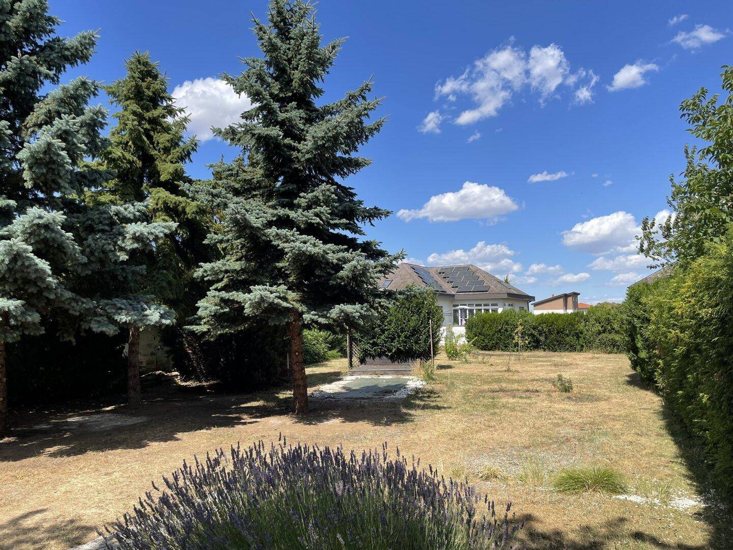 Weitläufiger Garten mit hohen Bäumen, Rasenfläche und Blick auf das Haus.