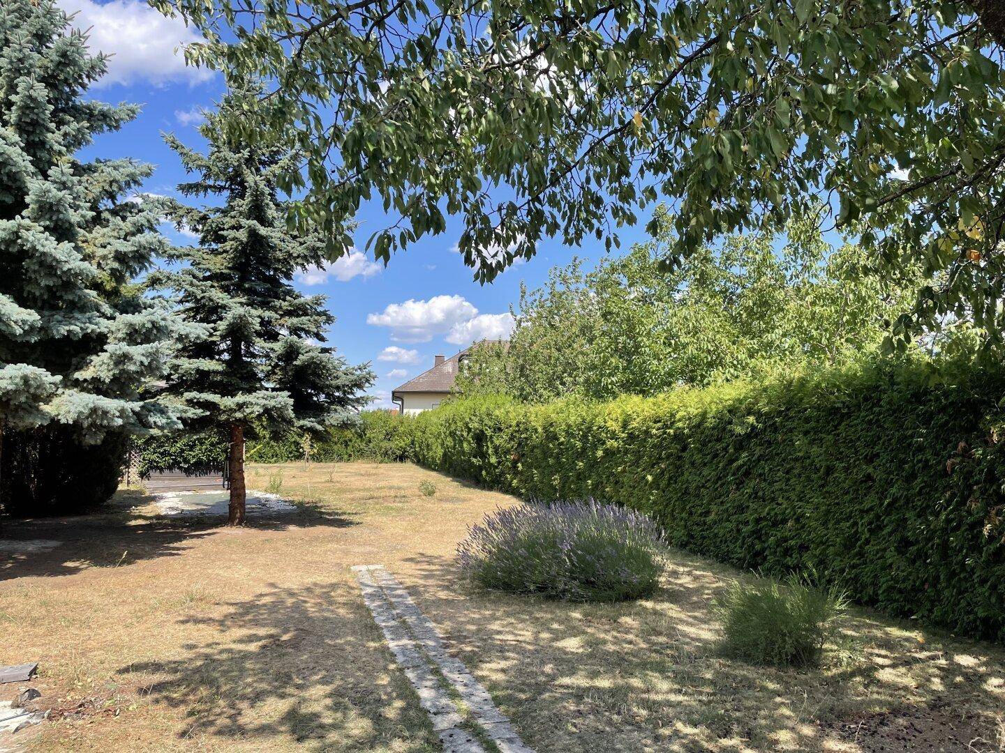 Großer Garten mit Nadelbäumen, Rasenfläche und Hecke unter blauem Himmel.