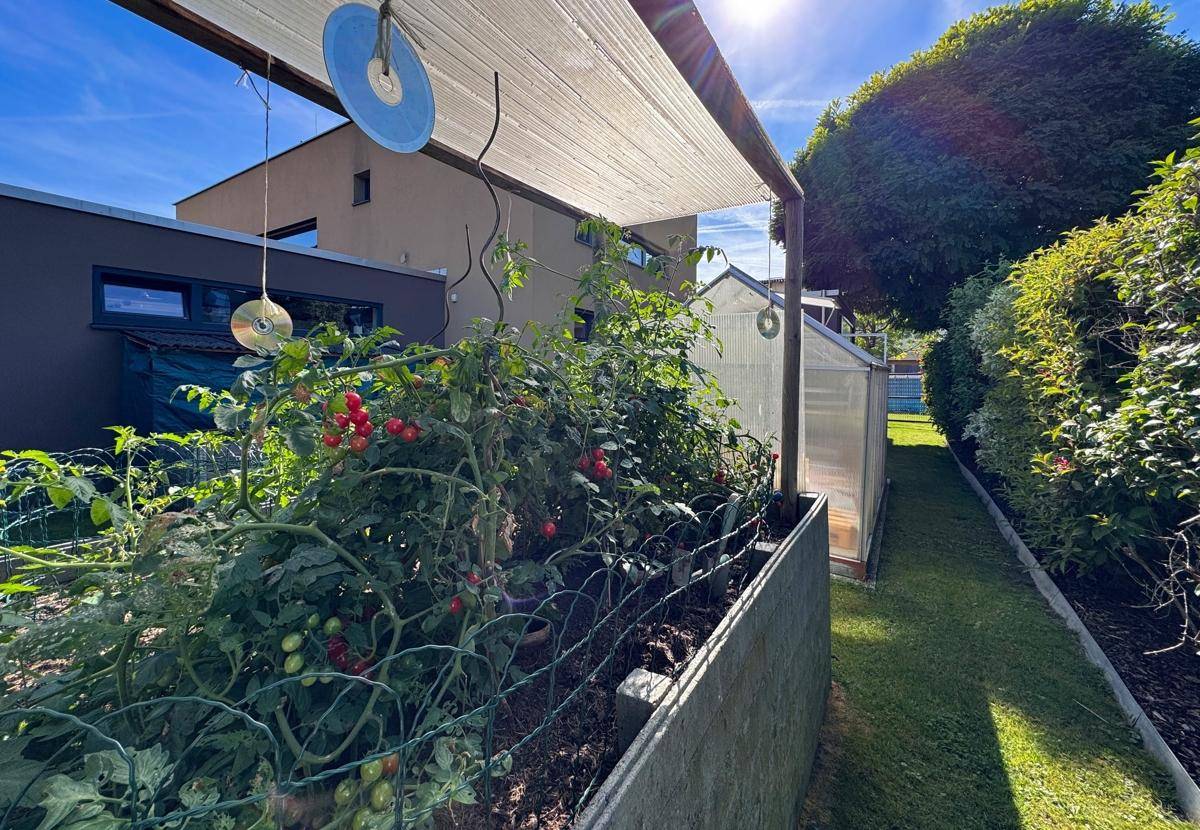Hochbeete im Garten mit reifen Tomatenpflanzen und einem Gewächshaus im Hintergrund.