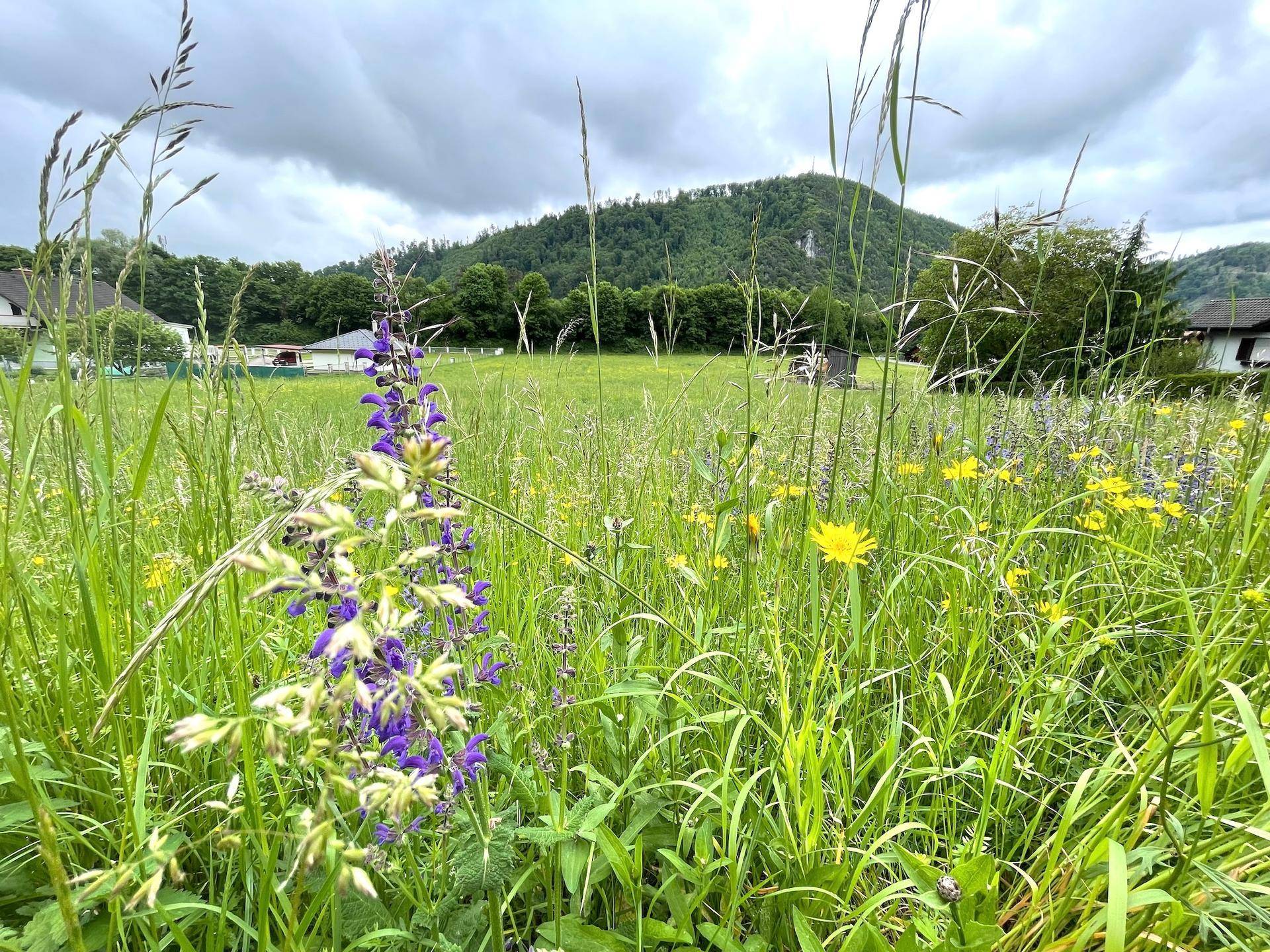 Nahaufnahme einer violetten Wildblume in einer weitläufigen grünen Wiese mit Bergblick.