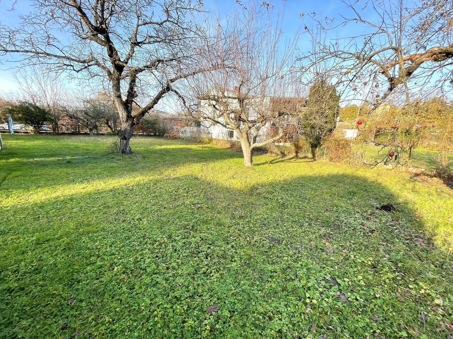 Großer, sonniger Garten mit üppigem Rasen und alten Bäumen, bietet viel Platz zum Entspannen.