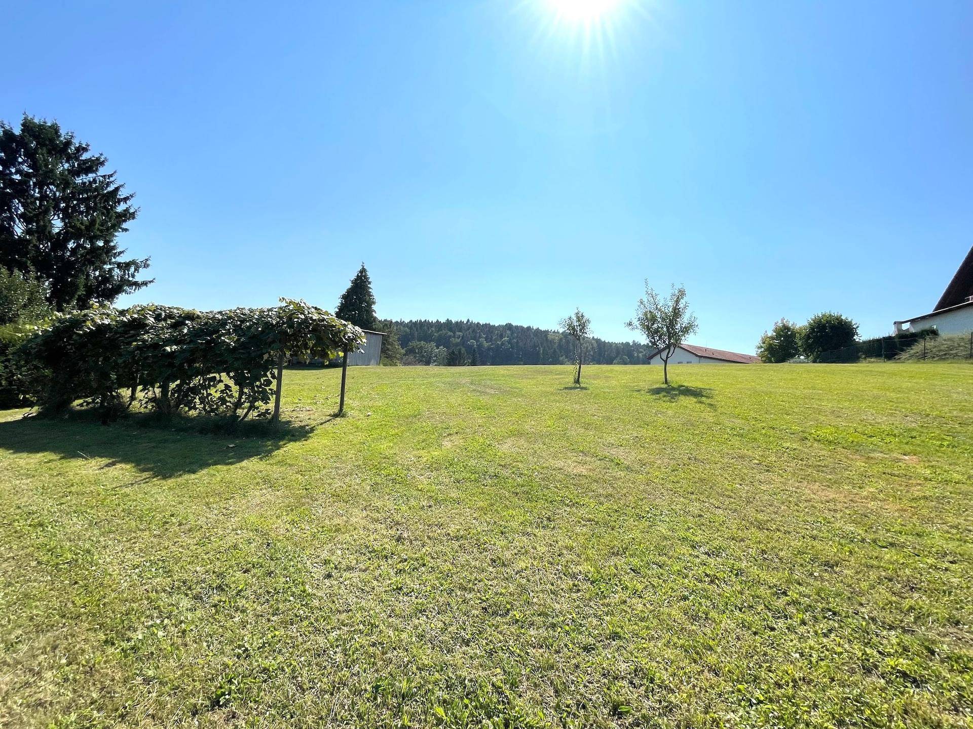 Sonnige Rasenfläche mit jungen Bäumen und einer begrünten Pergola im Gartenbereich unter klarem Himmel.