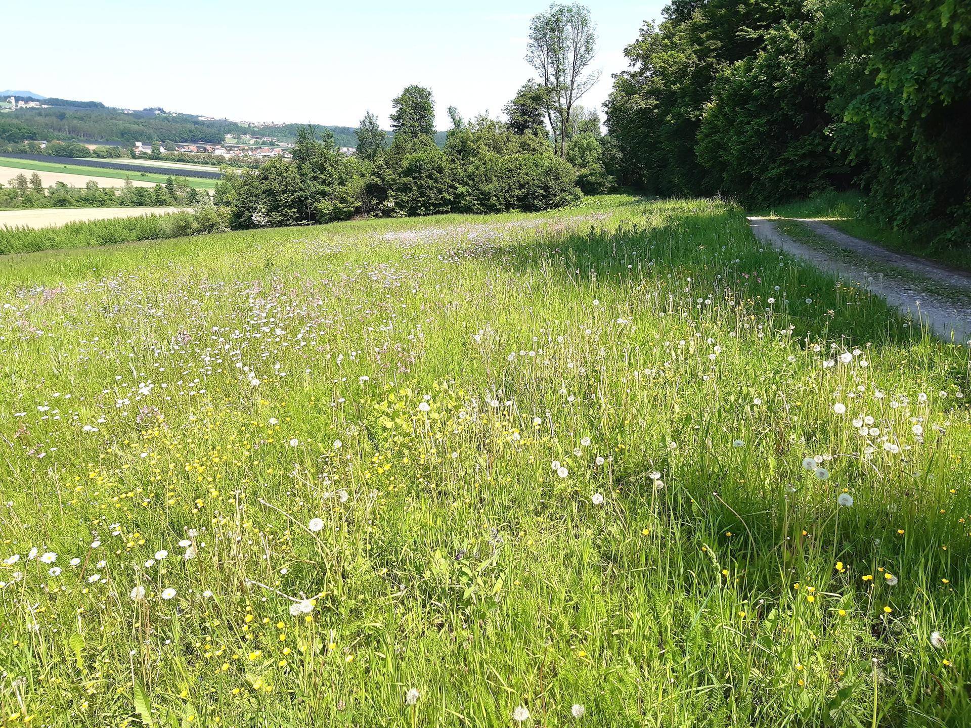 Sonnige Wiese mit bunten Wildblumen und einem Feldweg am Waldrand.