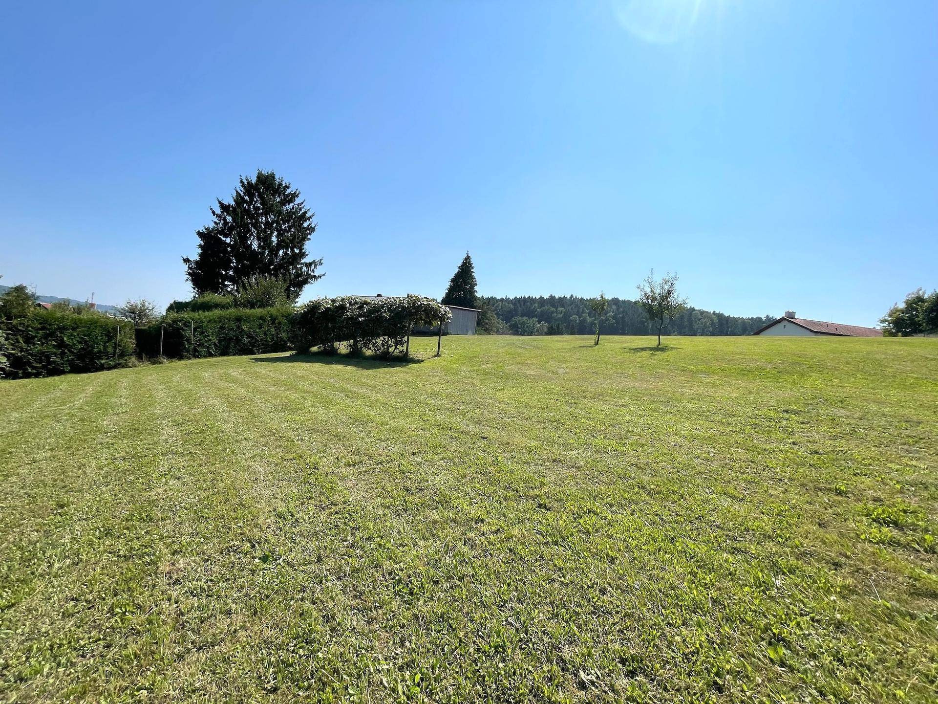 Sonnige Rasenfläche mit Bäumen und einer dichten Hecke im Hintergrund, umgeben von Natur.