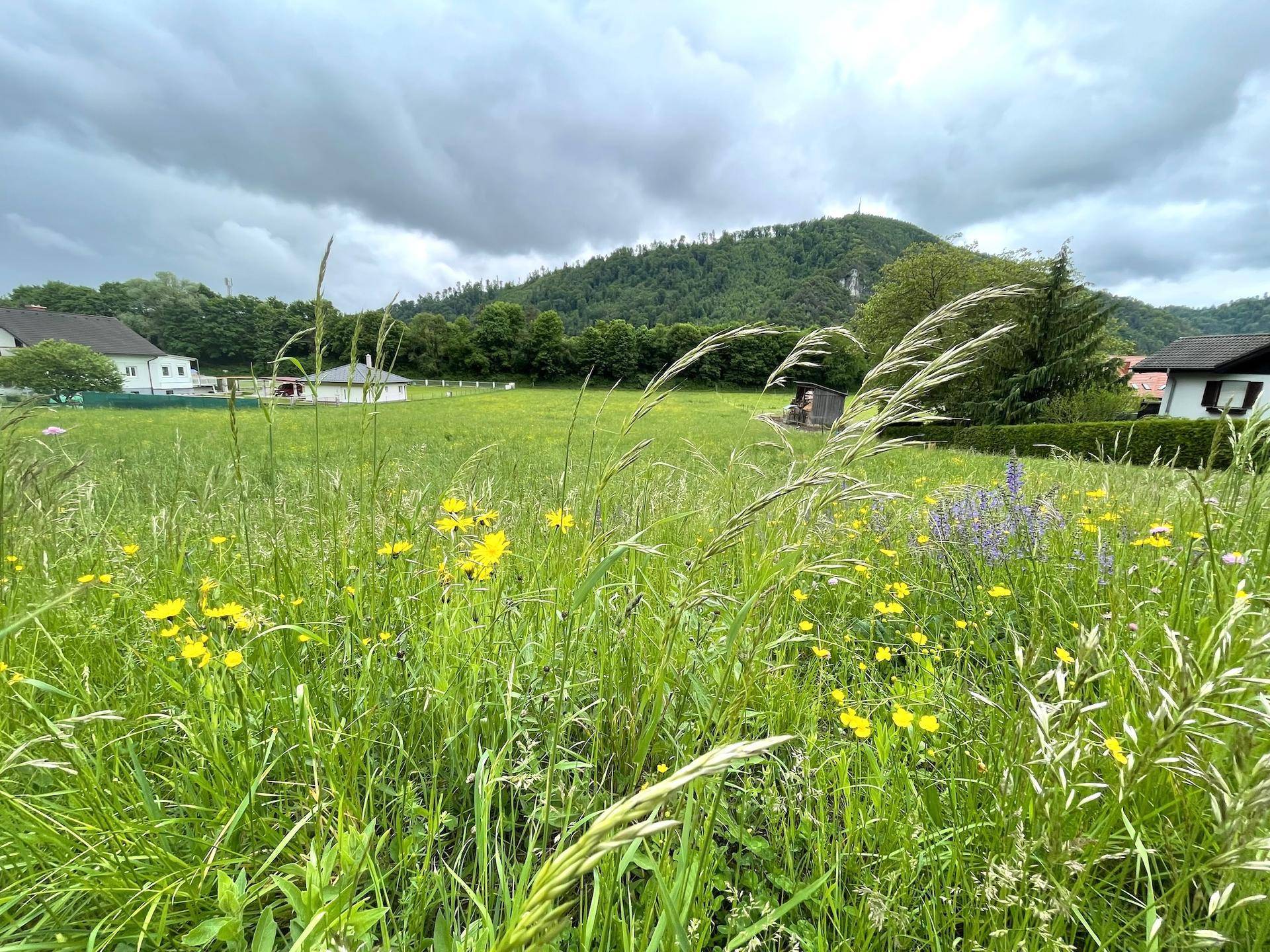 Idyllische Landschaft mit blühenden Wildblumen auf einer Wiese und sanften Hügeln im Hintergrund.