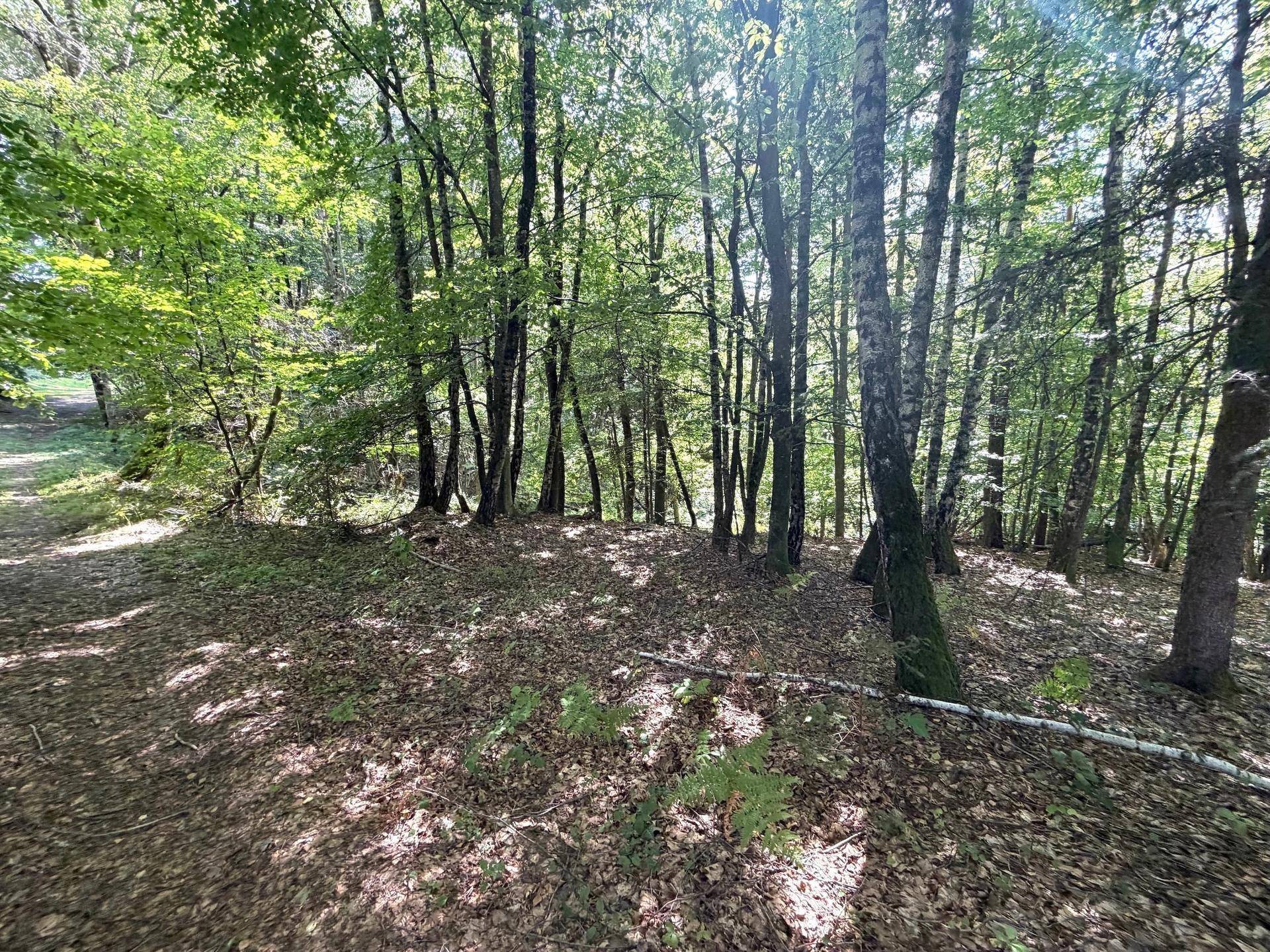 Dichter Wald mit vielen Bäumen und einem mit Laub bedeckten Waldboden im Sonnenlicht.