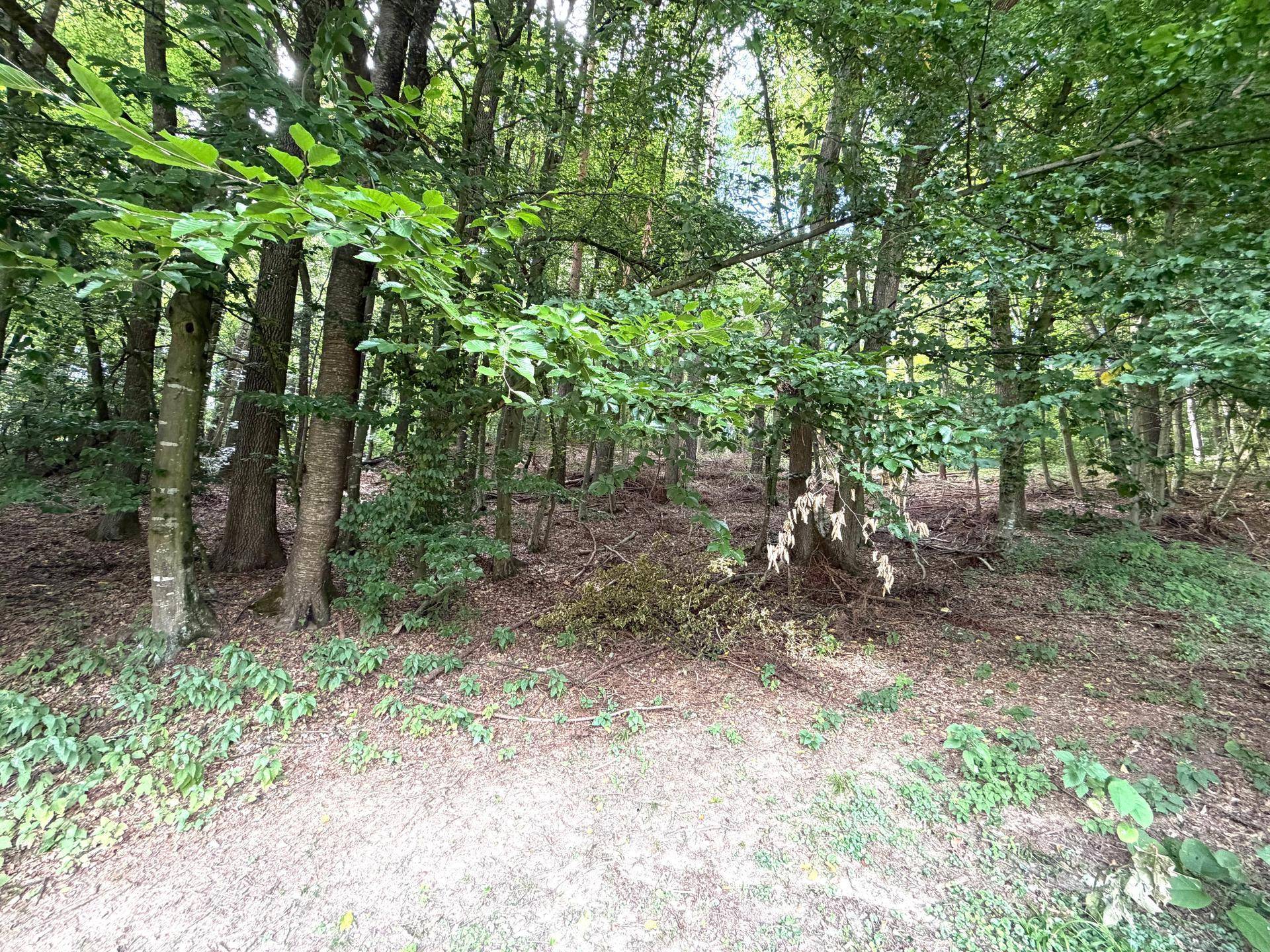 Dichter Wald mit hohen Bäumen und Laub auf dem Waldboden, eine natürliche Umgebung.