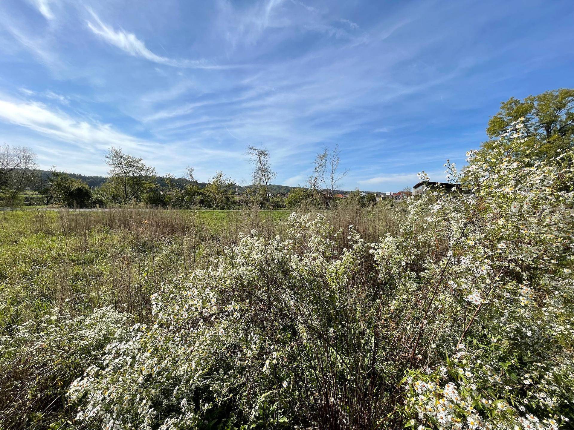 Ländliche Landschaft mit blühenden Sträuchern im Vordergrund und weitem Blick unter blauem Himmel.
