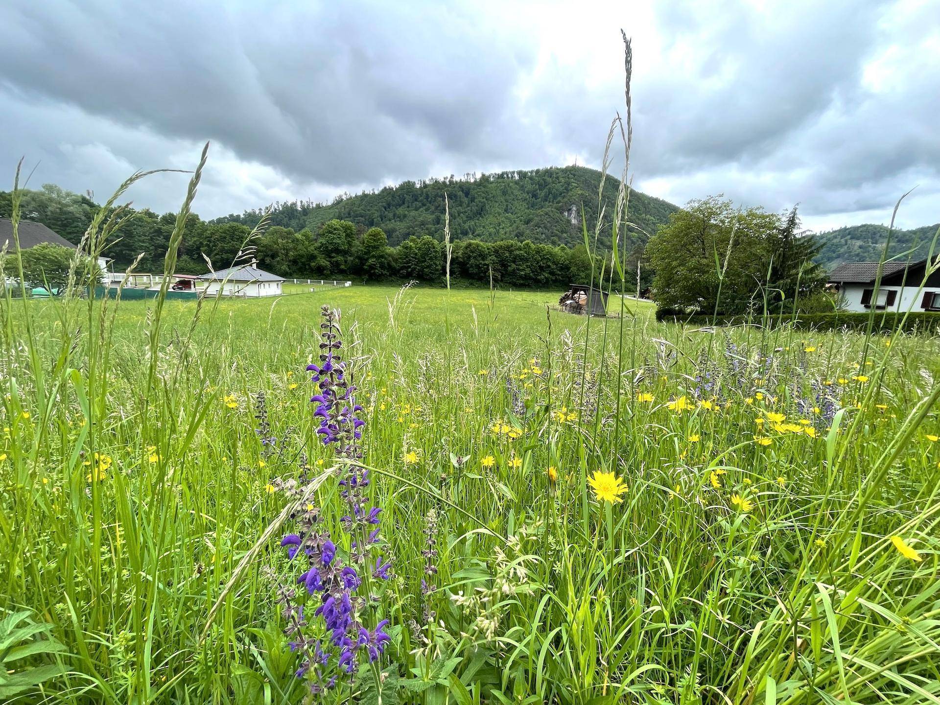 Blühende Wildblumen in einer weitläufigen Wiesenlandschaft mit Häusern und bewaldeten Bergen im Hintergrund.