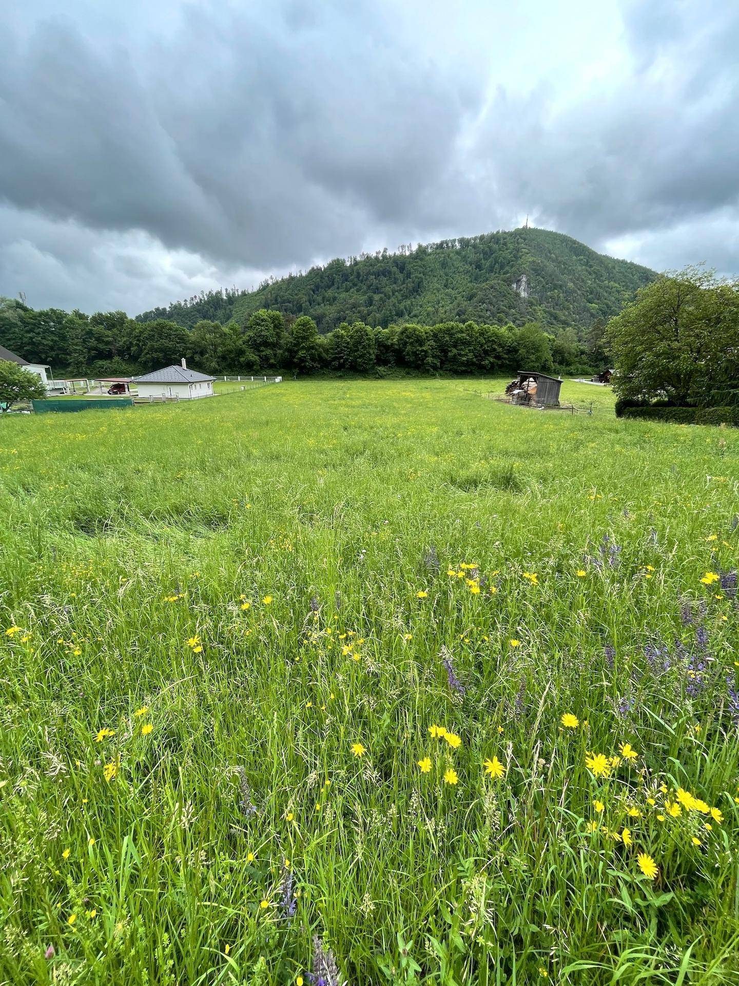 Weitläufige grüne Wiese mit vereinzelten Wildblumen, im Hintergrund bewaldete Hügel und ländliche Gebäude unter Wolken.