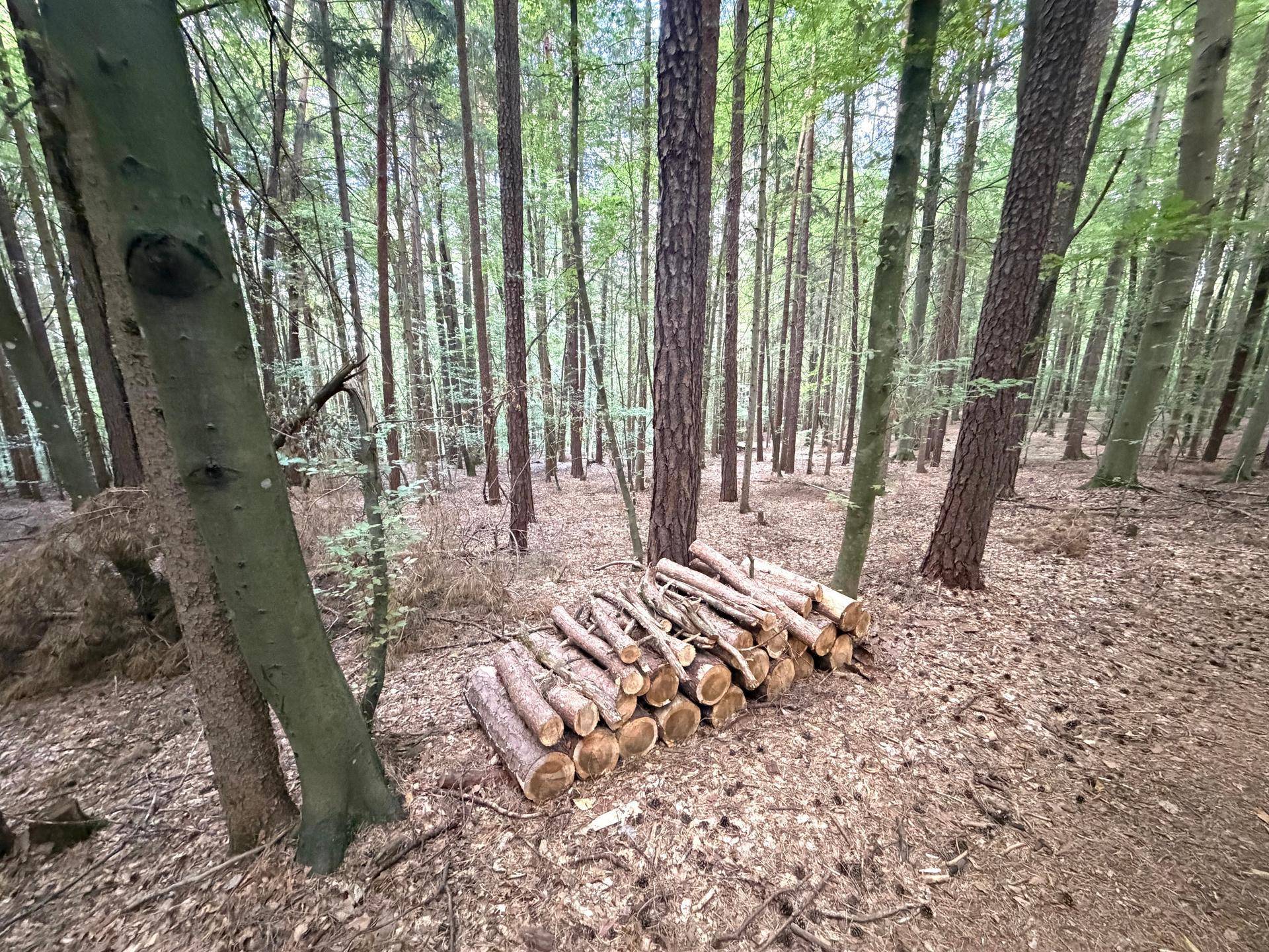 Ein Stapel frisch geschnittener Holzscheite liegt auf dem Waldboden, umgeben von hohen Bäumen.