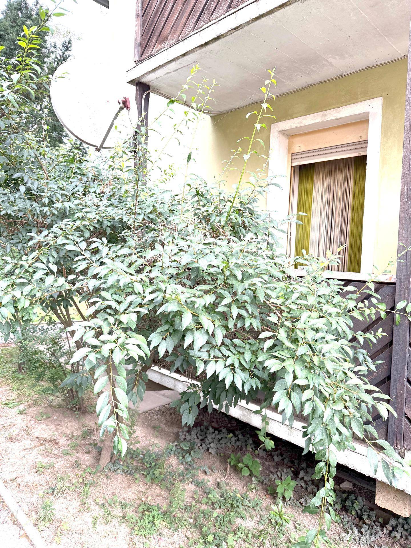 Balkon mit Holzverkleidung und üppiger Bepflanzung, bietet Privatsphäre.