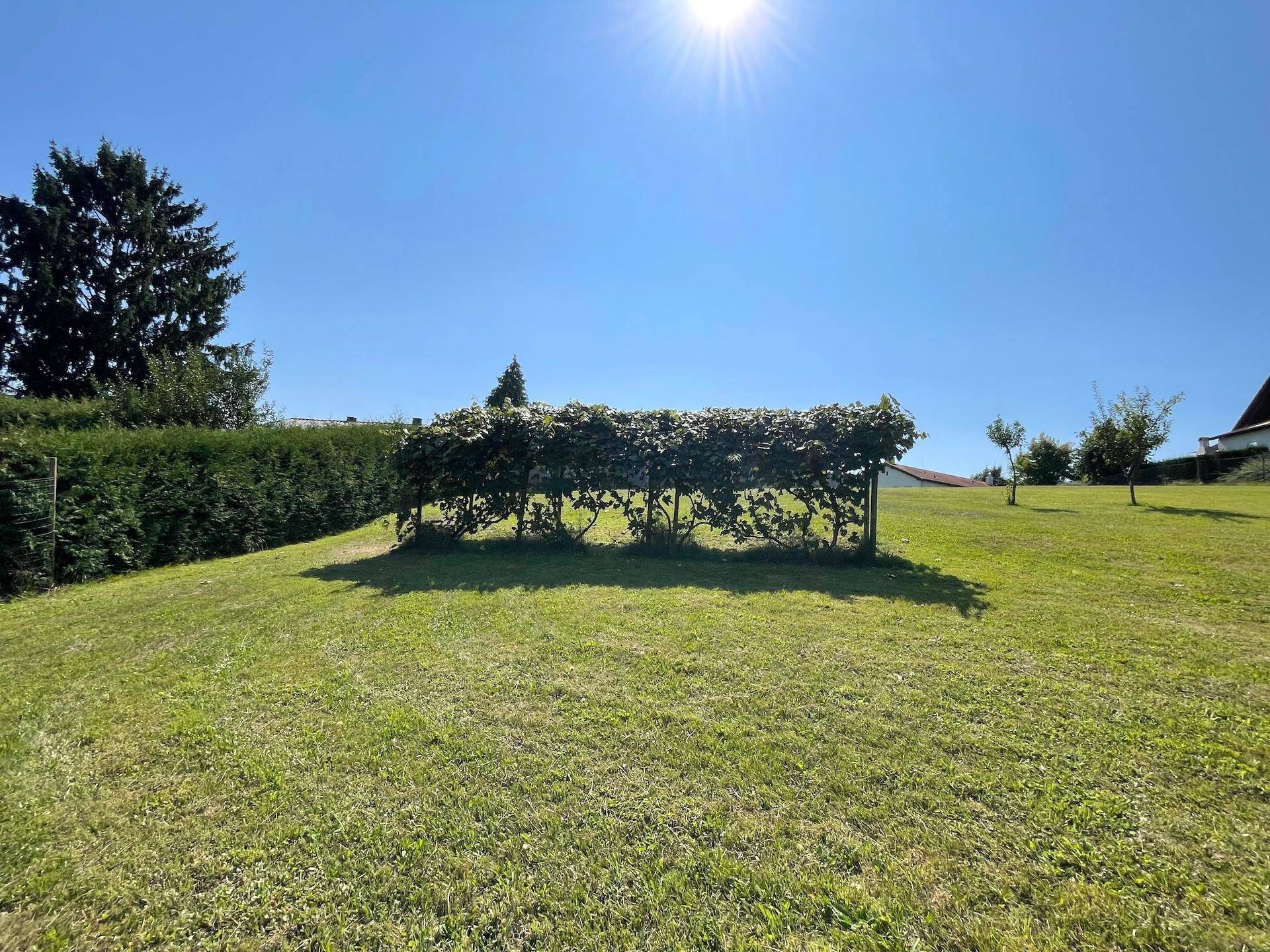 Grüne Rasenfläche mit einer dichten Hecke und einer bewachsenen Struktur unter blauem Himmel an einem sonnigen Tag.