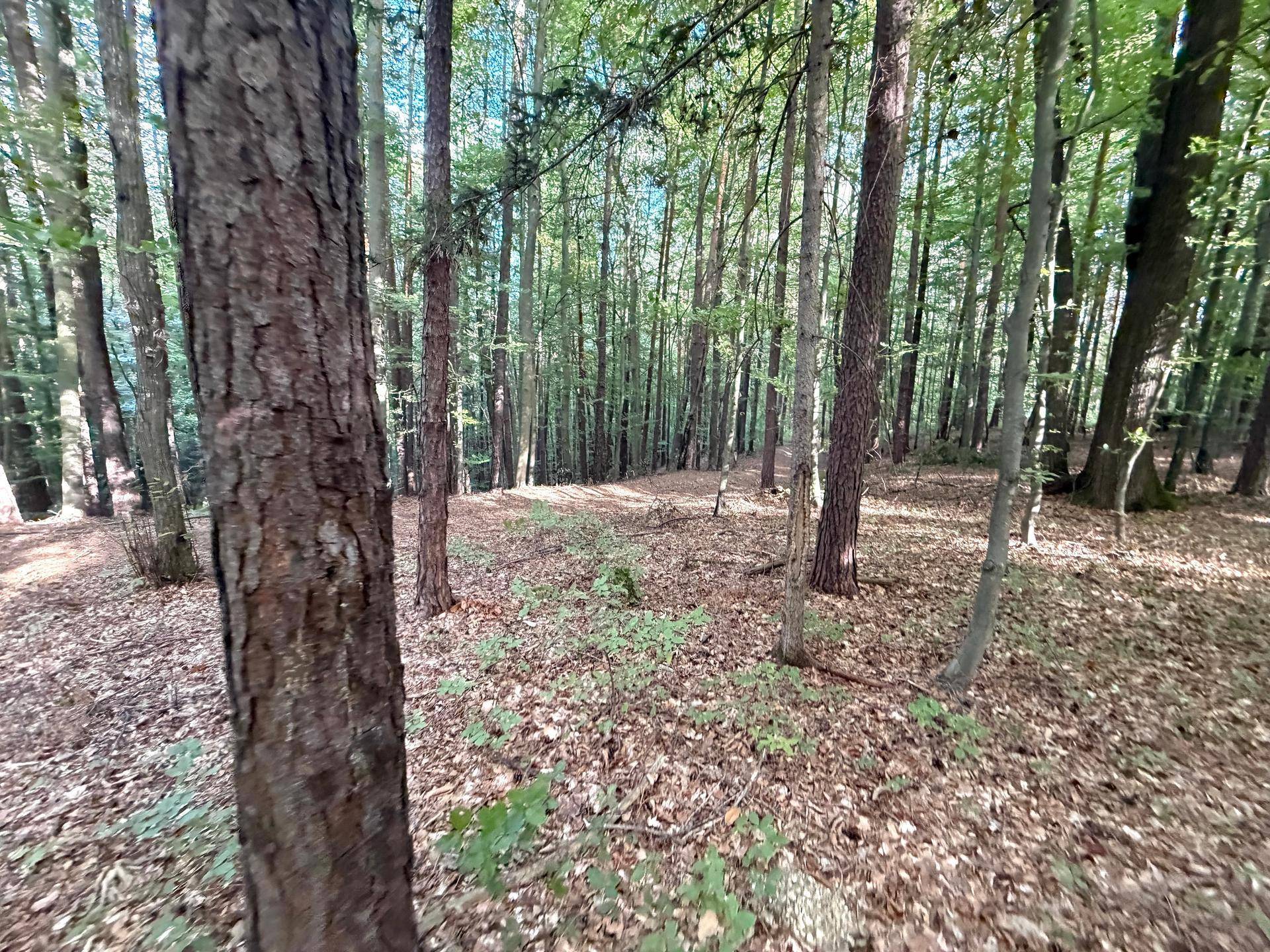 Blick in einen lichten Wald mit hohen Baumstämmen und Sonnenlicht, das durch das Blätterdach fällt.