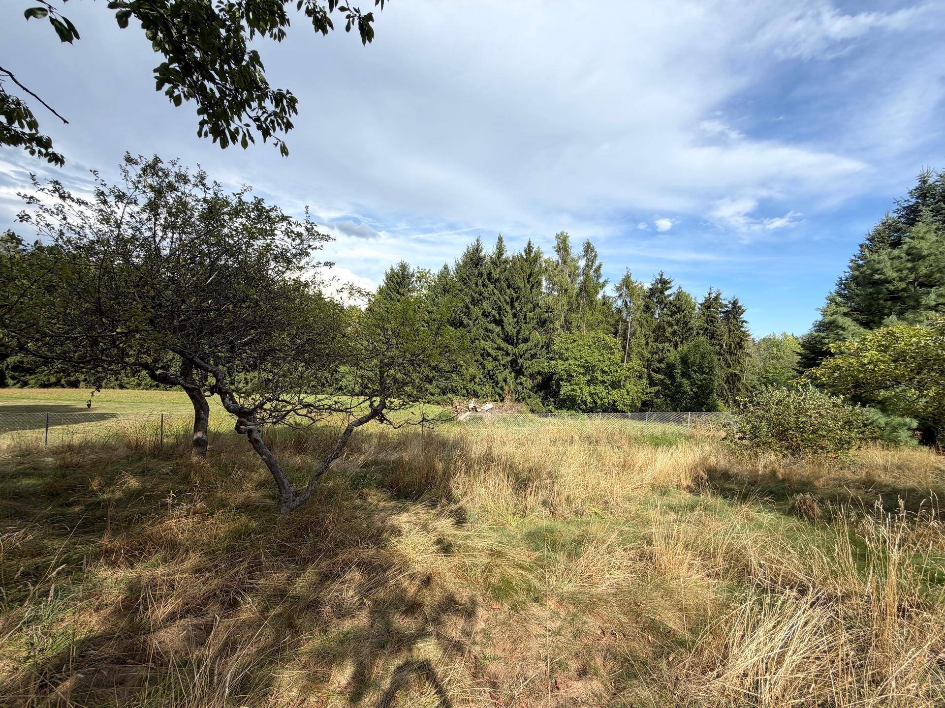 Weitläufiger Gartenbereich mit trockenem Gras und altem Obstbaum, umgeben von hohen Nadelbäumen unter blauem Himmel.