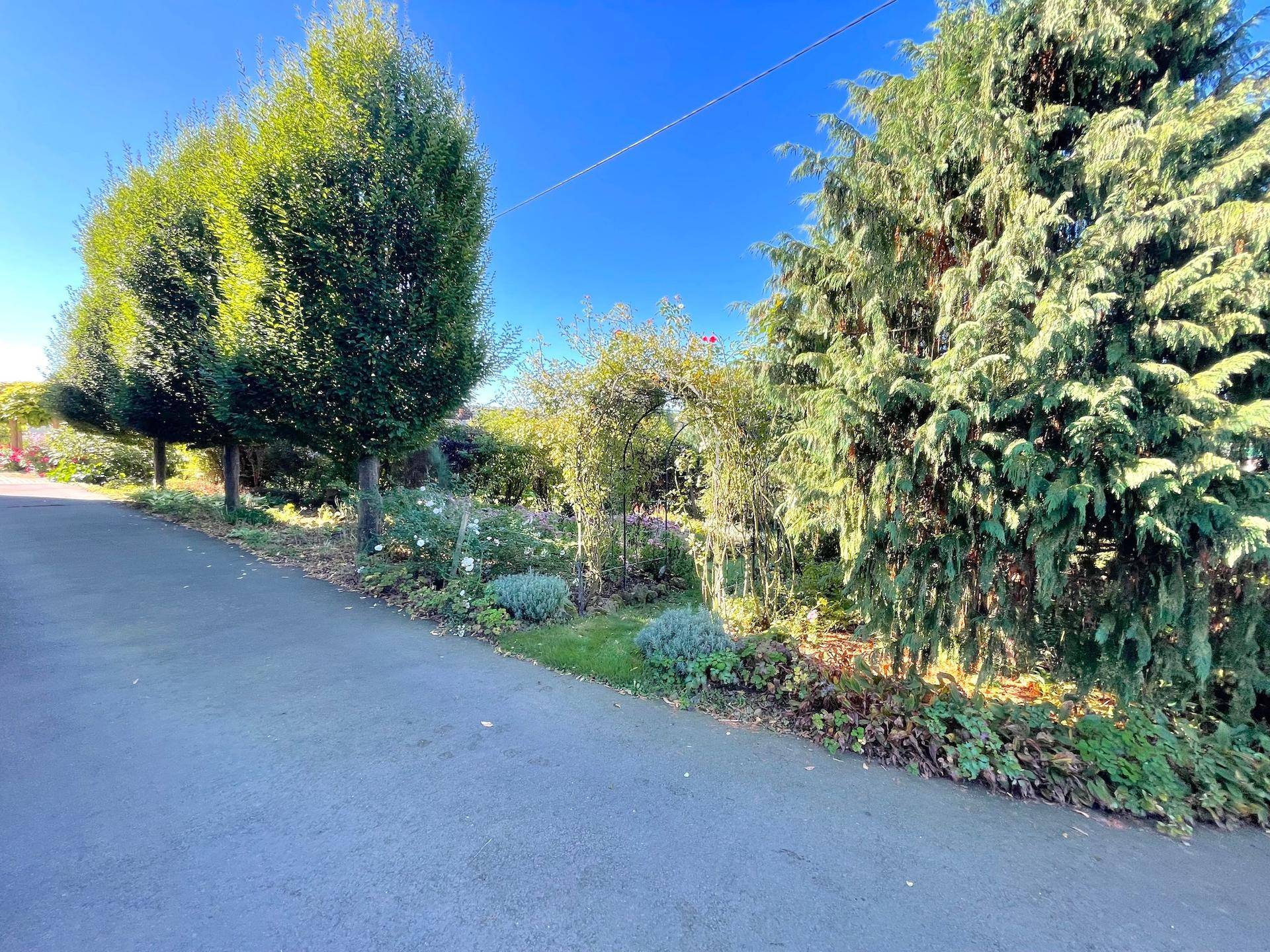 Gartenweg umgeben von üppigem Grün, hohen Bäumen und verschiedenen Sträuchern.