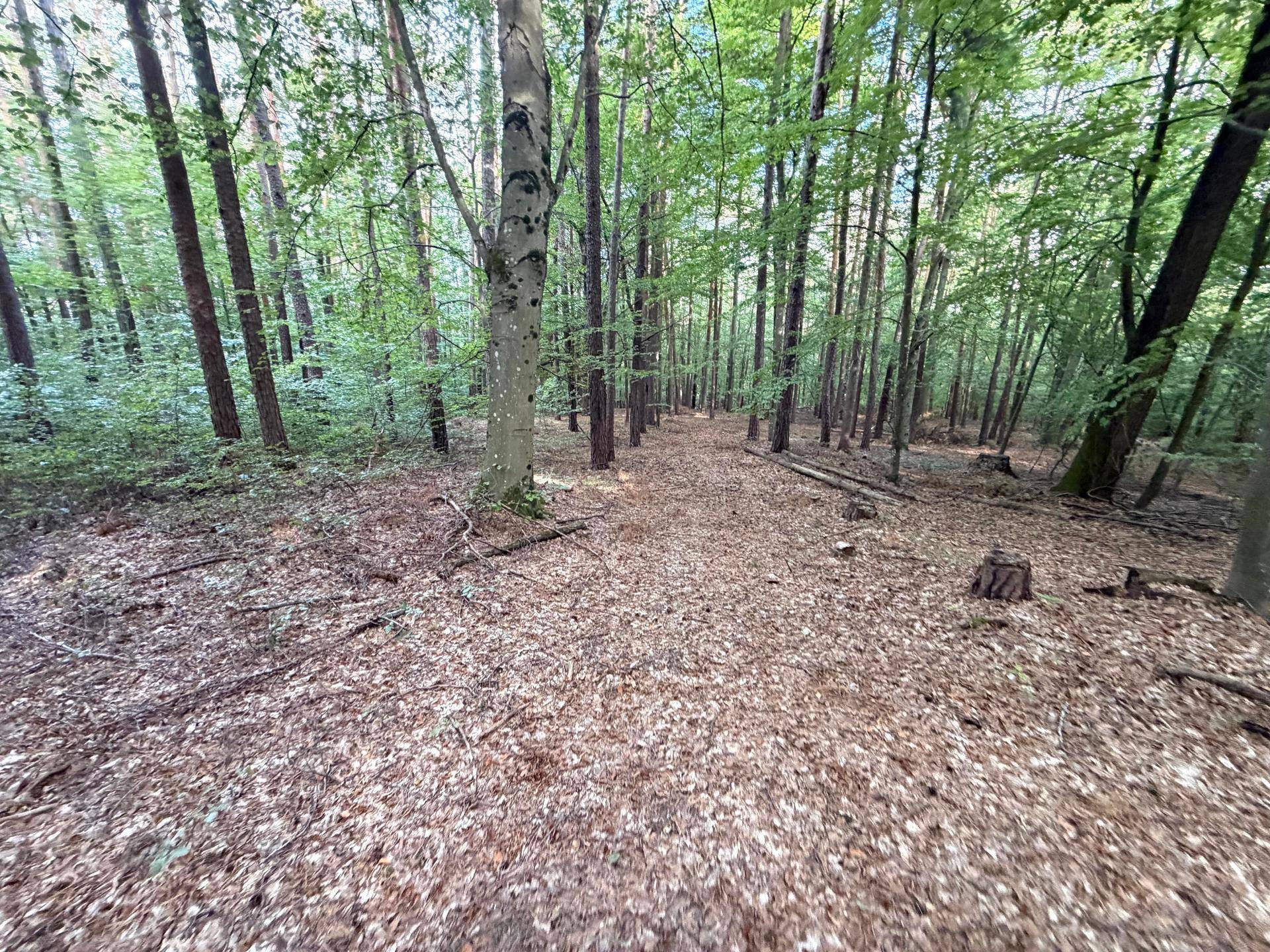 Dichter Wald mit hohen Bäumen und einem Teppich aus Herbstlaub auf dem Waldboden.