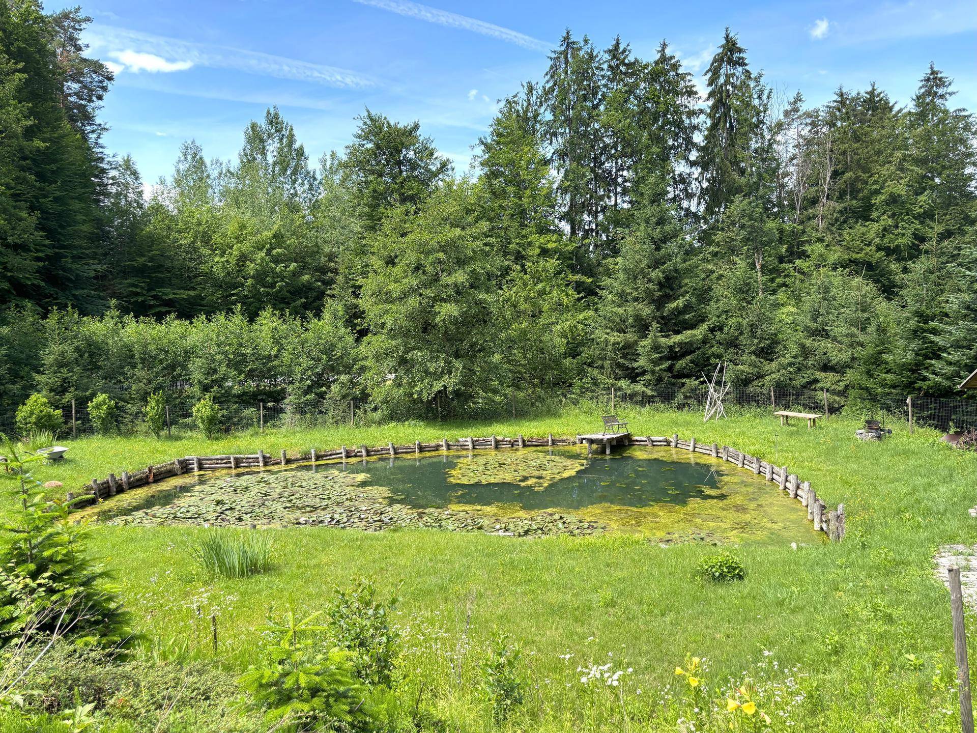 Natürlicher Teich mit Seerosen, umgeben von grünen Wiesen und Bäumen, mit kleinem Holzsteg.