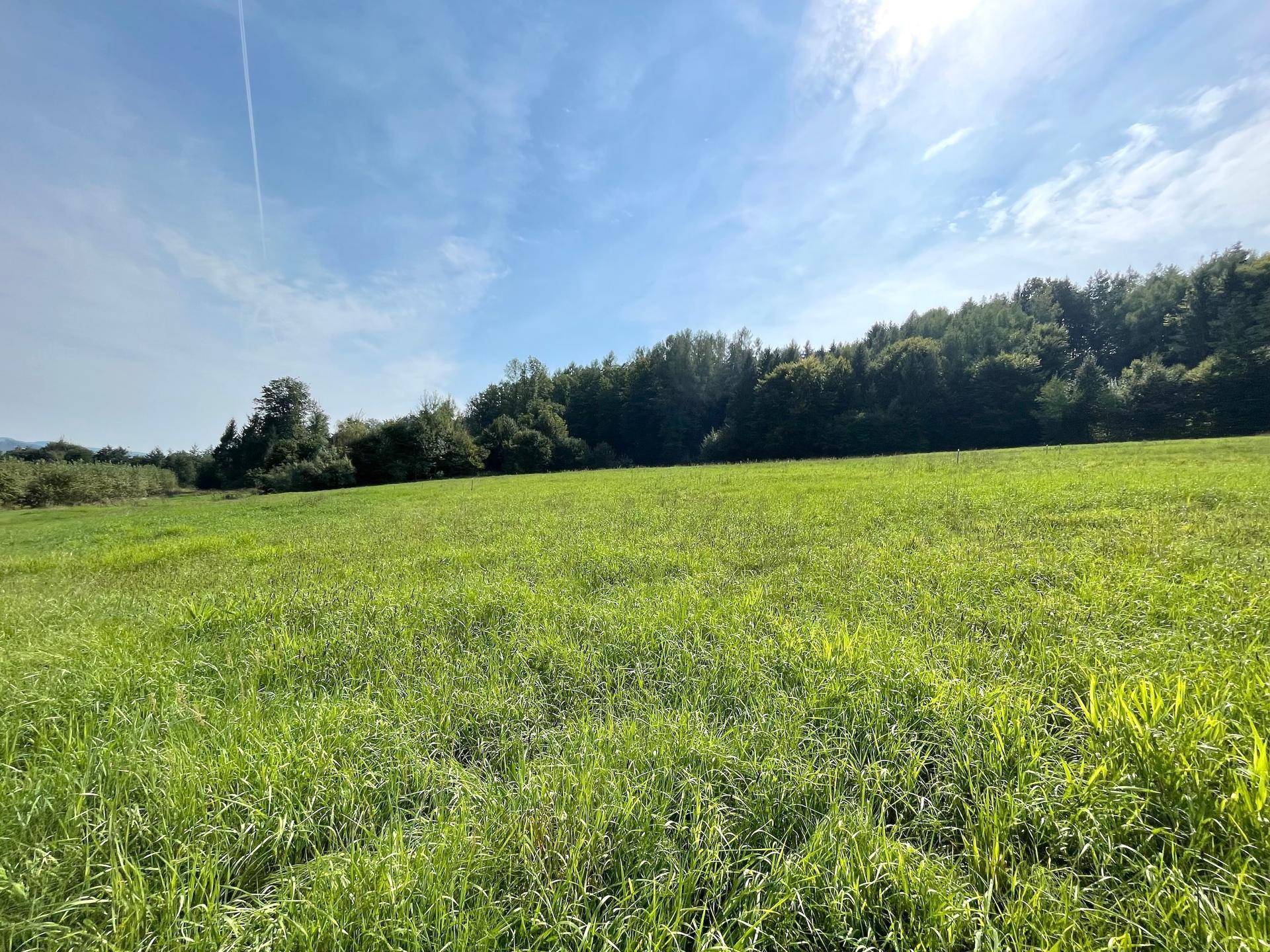 Sonniges grünes Feld mit Waldrand im Hintergrund unter blauem Himmel.