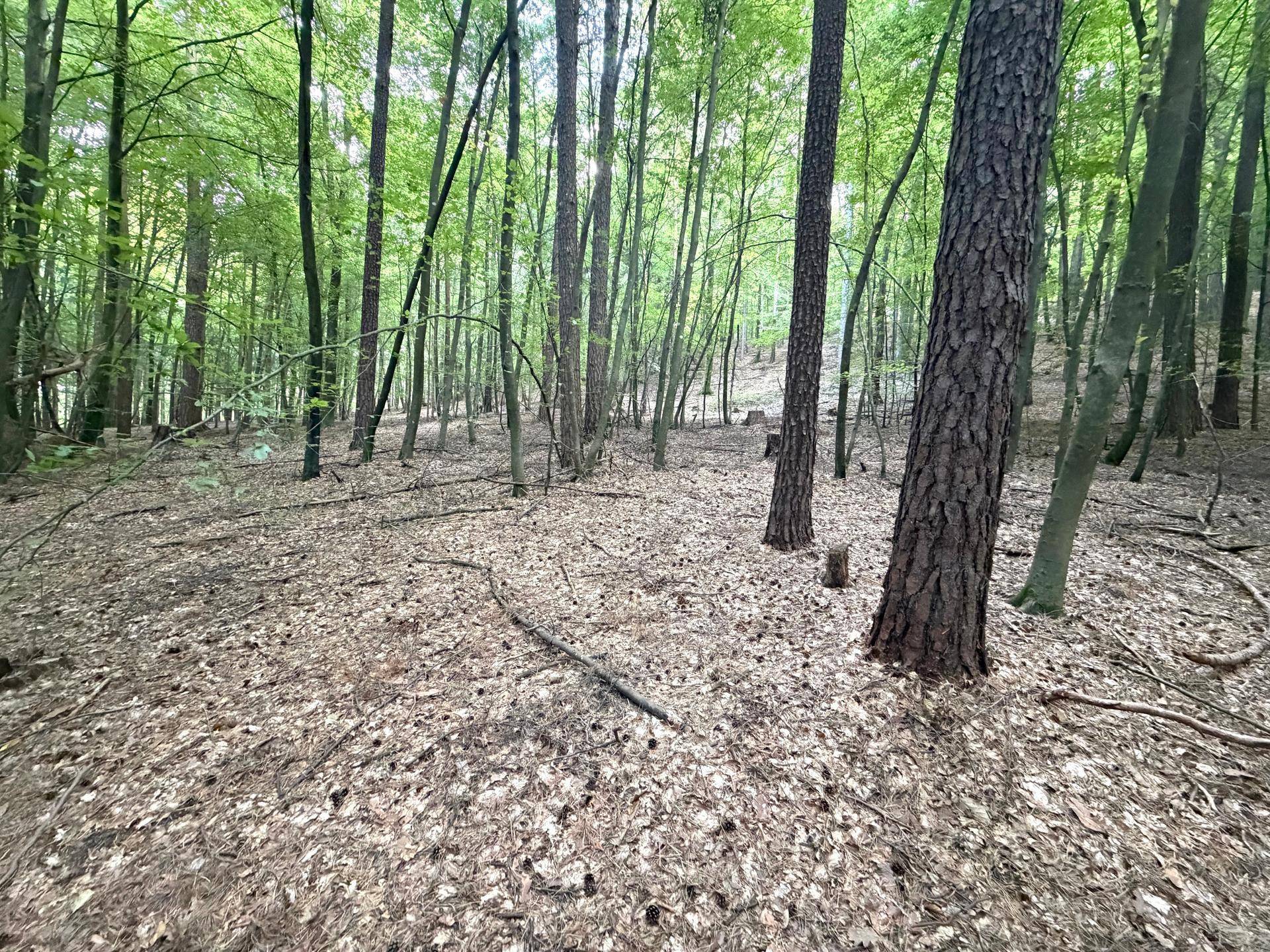 Weitläufiger Waldboden bedeckt mit Laub und Tannenzapfen, umgeben von zahlreichen hohen Bäumen.