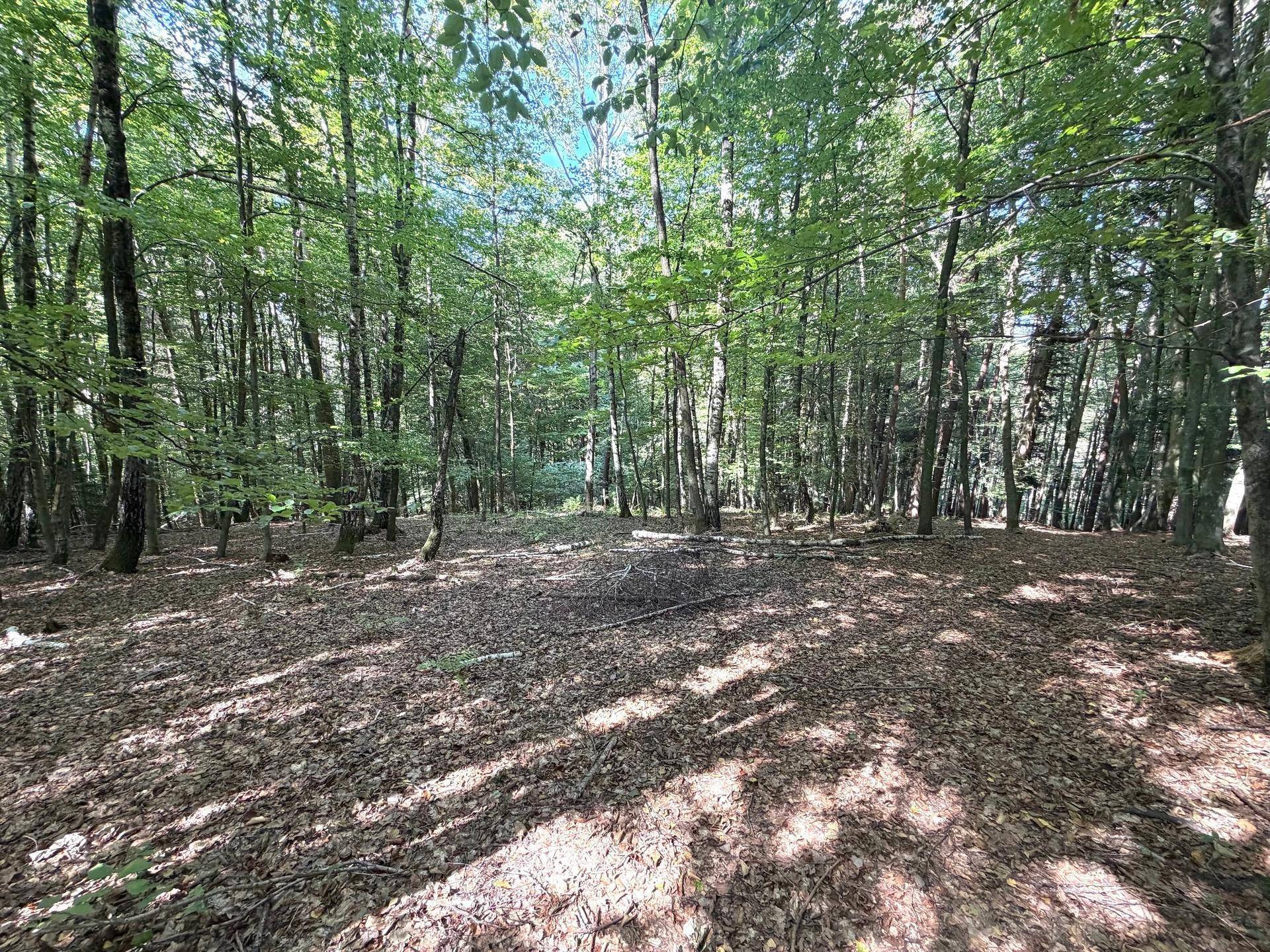 Lichtung im Wald mit dichtem Baumbestand und Laub auf dem Boden, durchbrochen von Sonnenstrahlen.
