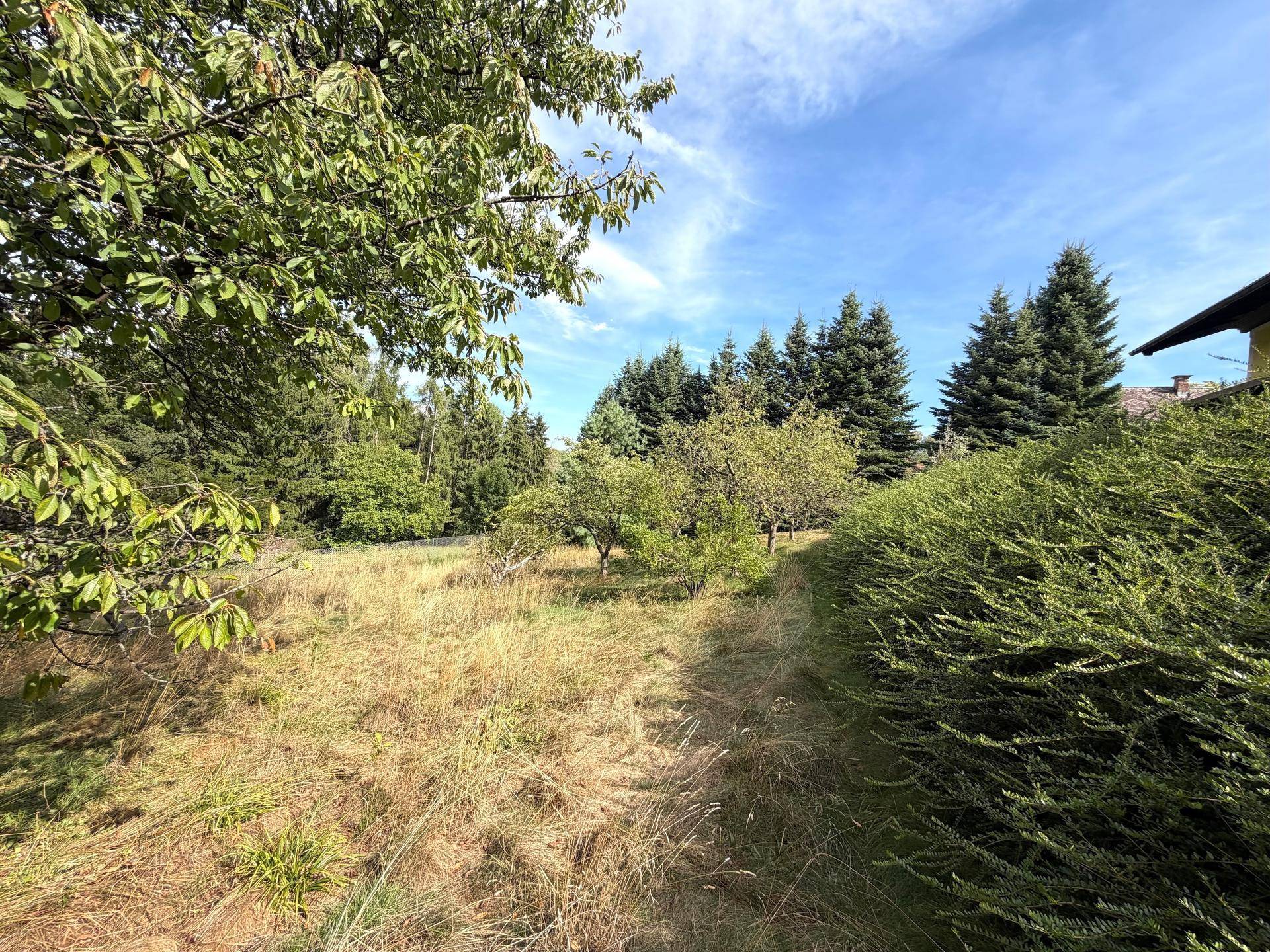 Sonniger Gartenbereich mit hohem Gras, umgeben von üppigem Grün und einer gepflegten Hecke.