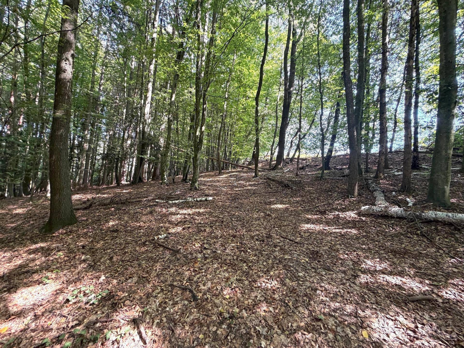 Breiter Waldweg umgeben von hohen Bäumen und herabgefallenem Laub auf dem Boden.