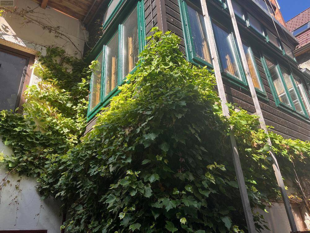 Außenansicht eines Anbaus mit dunkler Holzverkleidung und grünen Fensterrahmen, stark bewachsen mit Efeu.