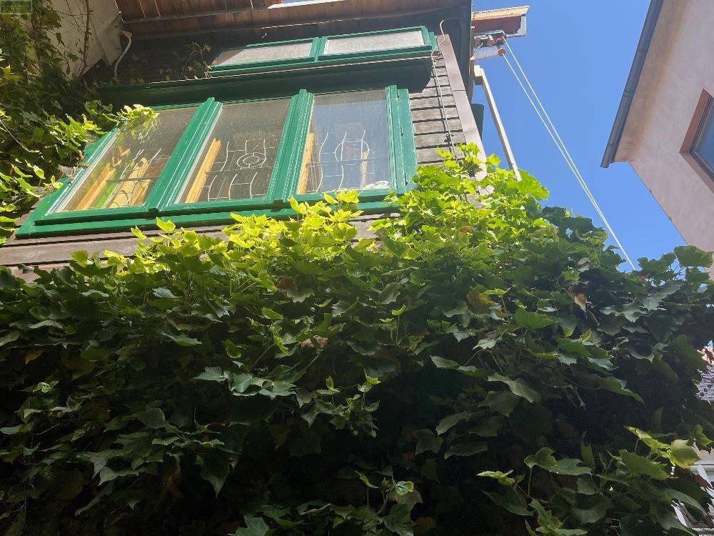 Außenansicht eines Anbaus mit grünen Fensterrahmen und üppigem Efeu, der die Fassade bedeckt.