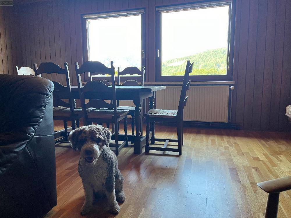 Hund sitzt im Wohn-Essbereich mit Holzboden und Blick auf den Esstisch und die Fenster.