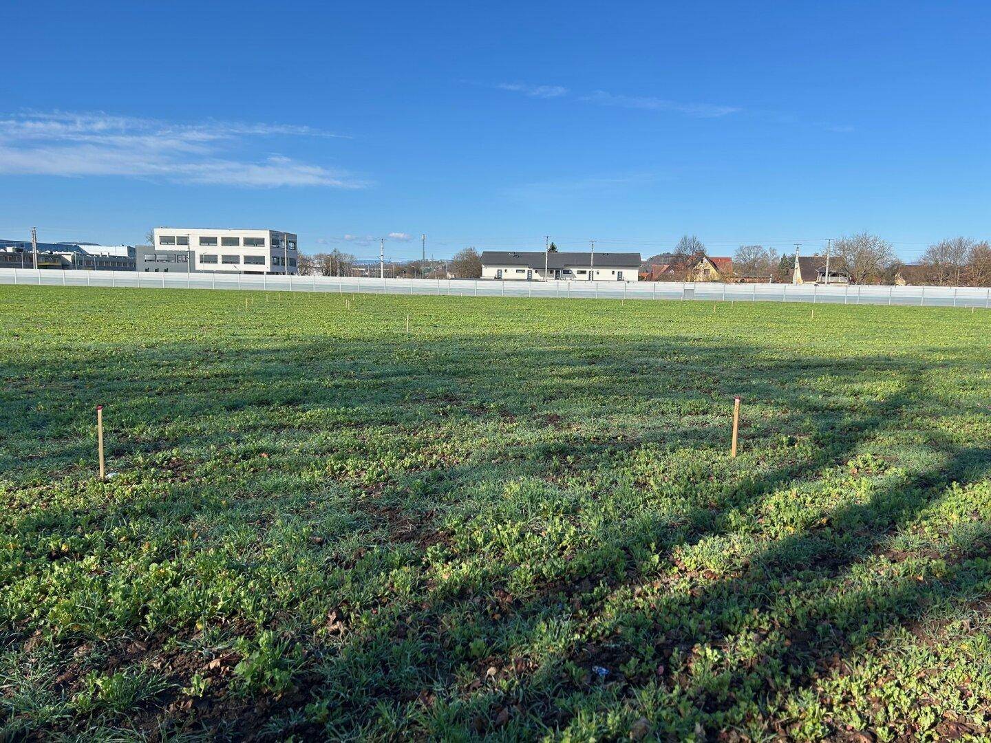 Weitläufiges grünes Feld mit einer weißen Abgrenzung und Gebäuden am Horizont unter klarem Himmel.