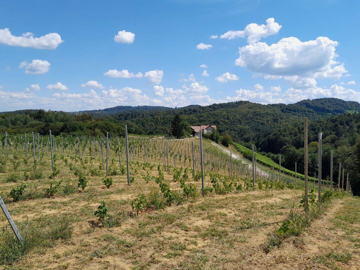 Ausgedehnter Weinberg mit jungen Reben und einem charmanten Haus auf einem Hügel in der Ferne.