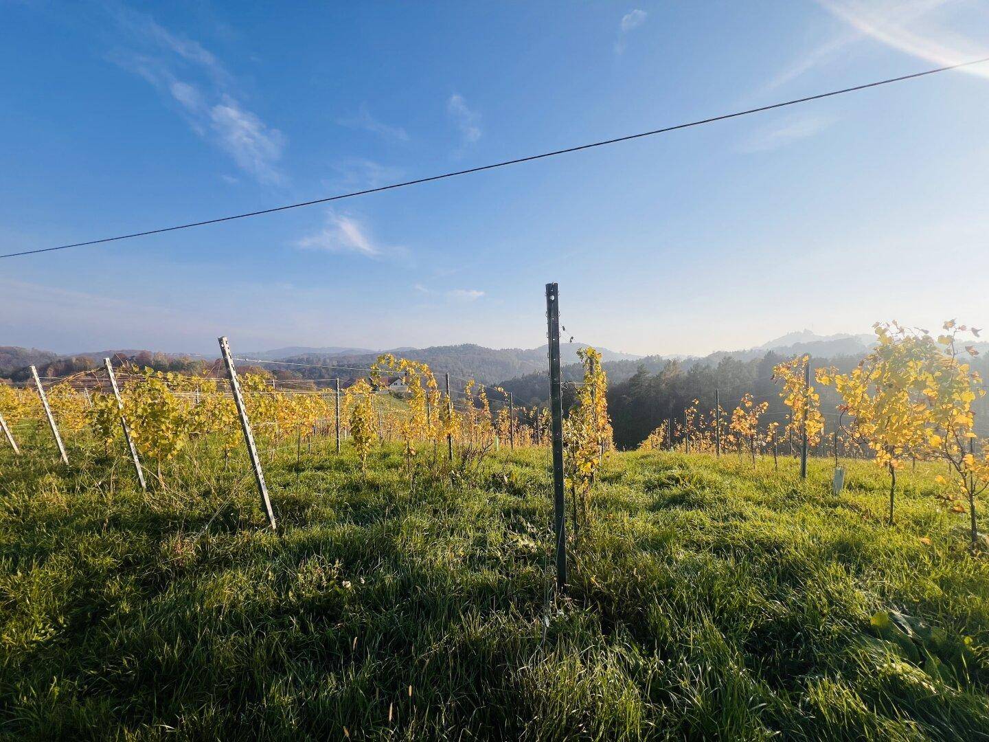 Weinberg mit leuchtend gelben Reben im Herbst und einer malerischen Hügellandschaft im Hintergrund.